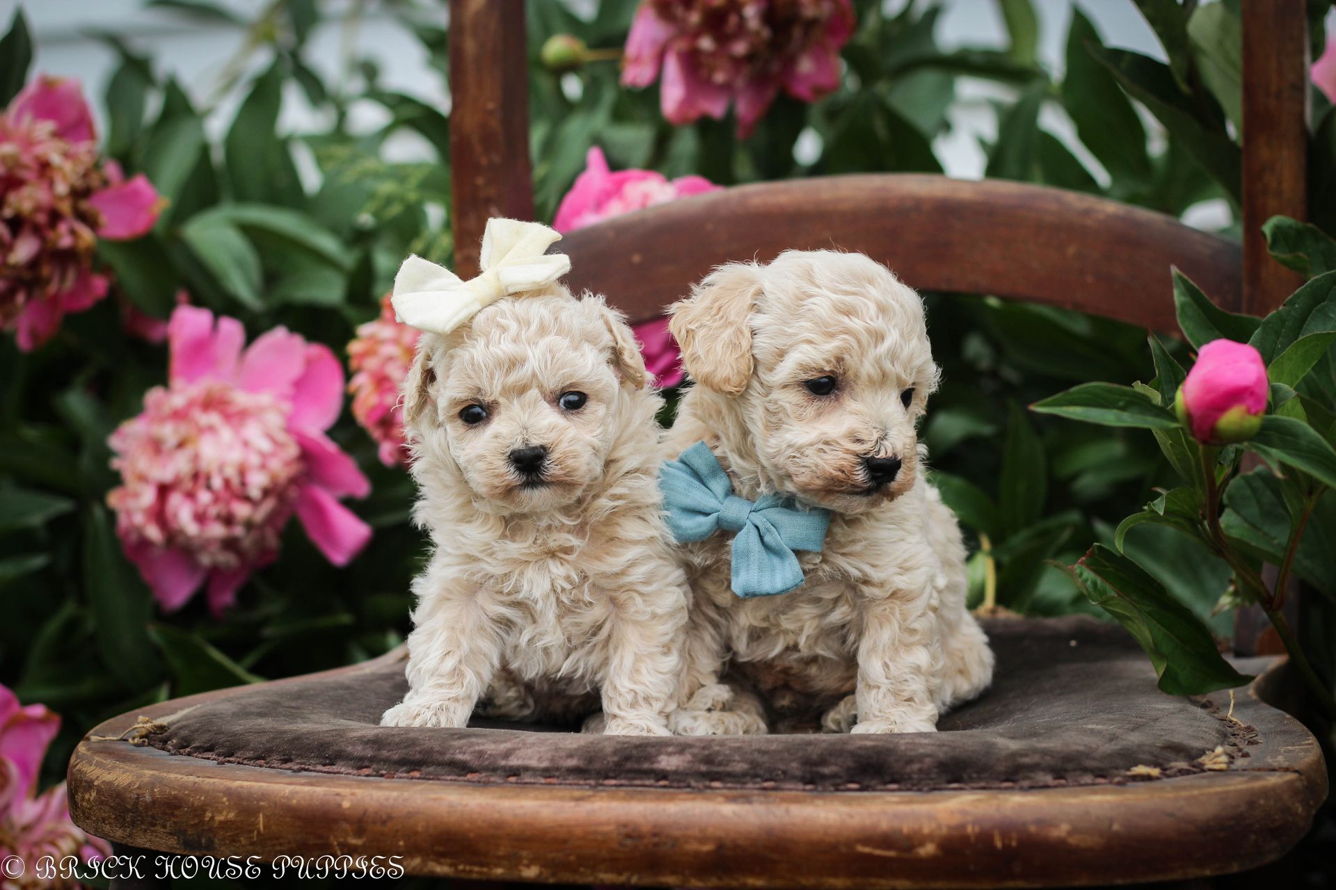 Poochon Puppies for sale, poochon puppies, bichpoo puppies, teddybear puppies for sale, teddybear puppies, teddybear puppy breeder, poochon breeder, puppies for sale