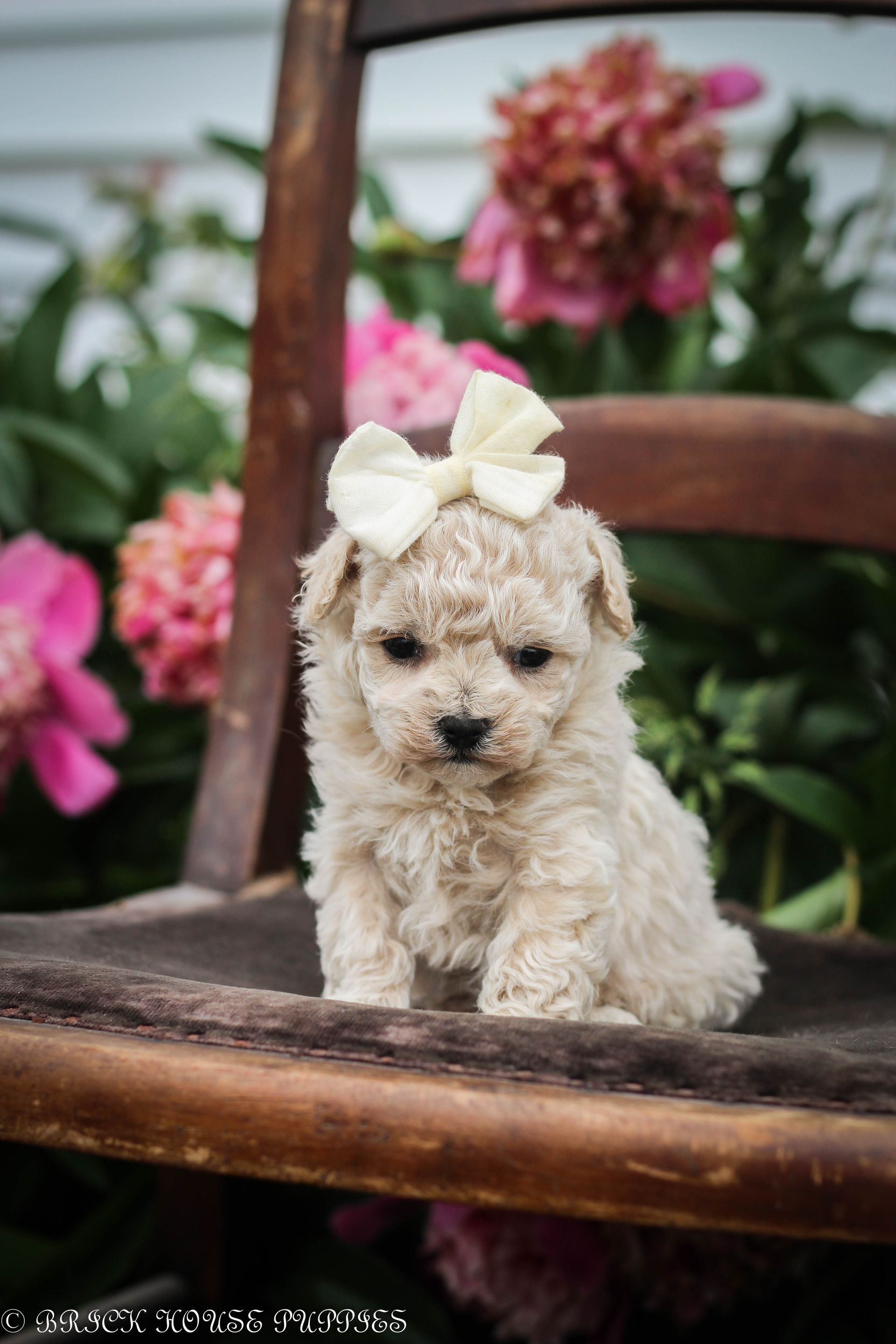 Poochon Puppies for sale, poochon puppies, bichpoo puppies, teddybear puppies for sale, teddybear puppies, teddybear puppy breeder, poochon breeder, puppies for sale