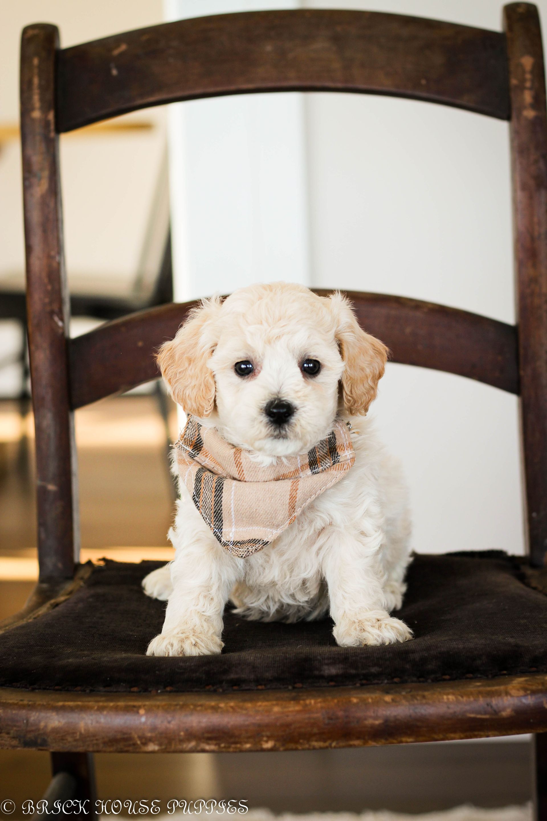 Poochon Puppies for sale, poochon puppies, bichpoo puppies, teddybear puppies for sale, teddybear puppies, teddybear puppy breeder, poochon breeder, puppies for sale