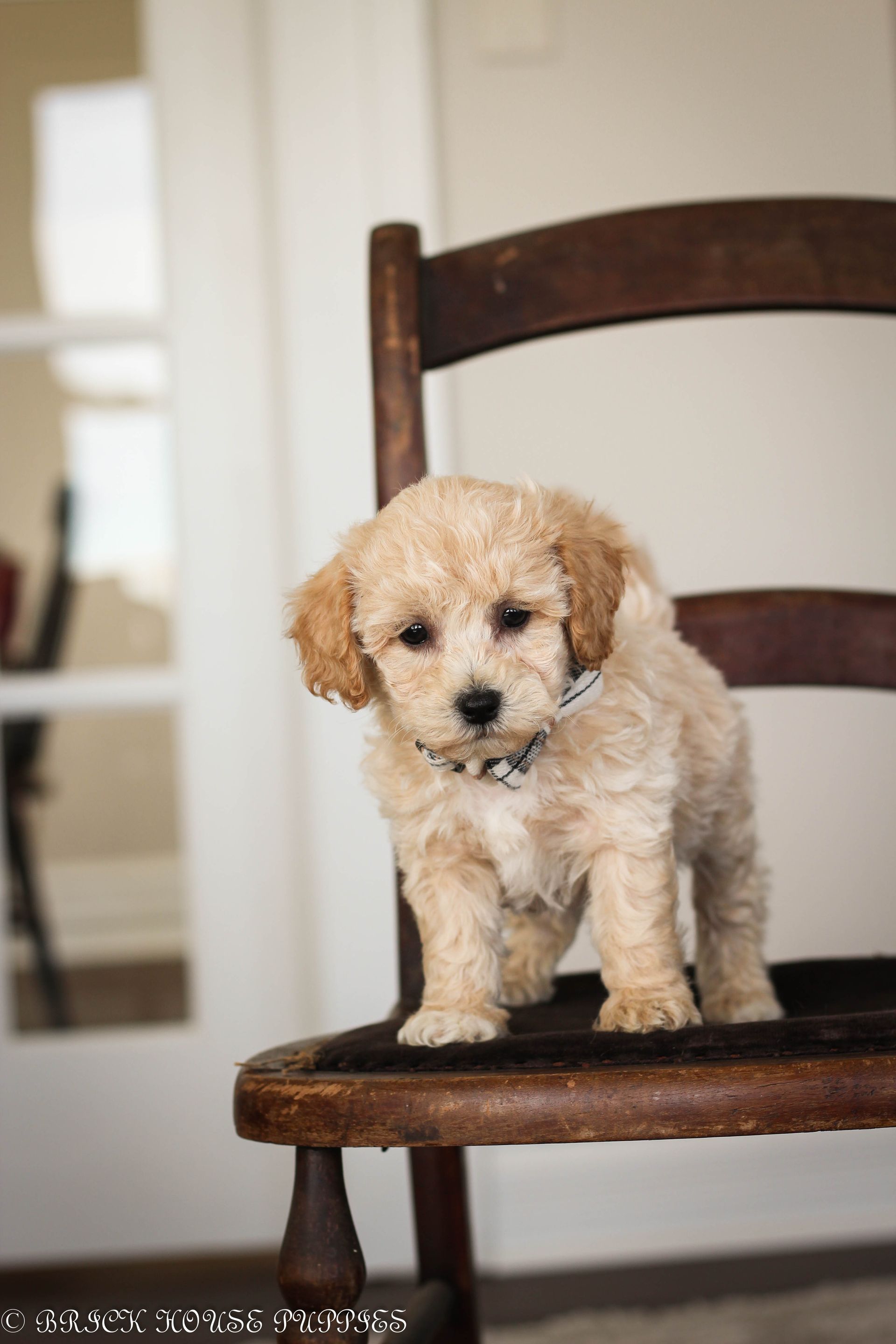 Poochon Puppies for sale, poochon puppies, bichpoo puppies, teddybear puppies for sale, teddybear puppies, teddybear puppy breeder, poochon breeder, puppies for sale