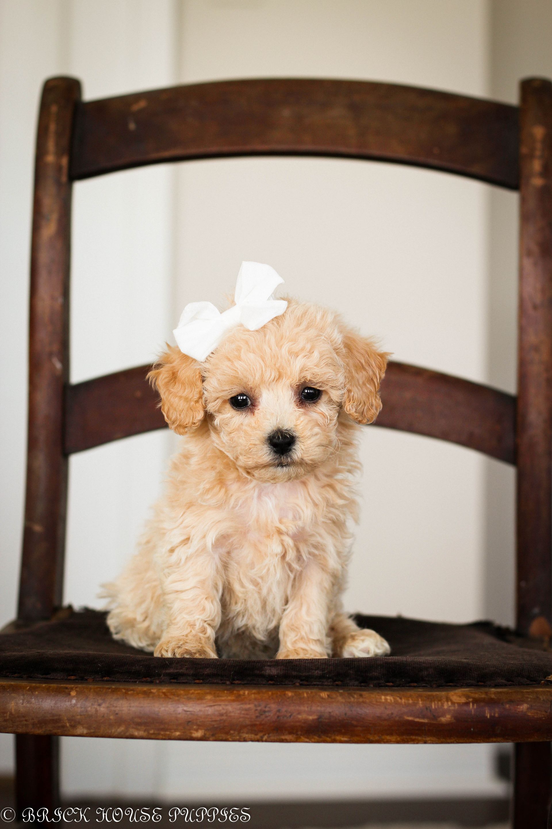 poochon puppies for sale, poochon puppies, poochon breeder, bichpoo puppies for sale, bichpoo breeder, bichon poodle puppies for sale, bichon poodle puppies, bichon poodle puppy, bichonpoo puppies for sale, bichon poodle breeder, teddybear puppies for sale, teddybear puppies, teddybear puppy breeder