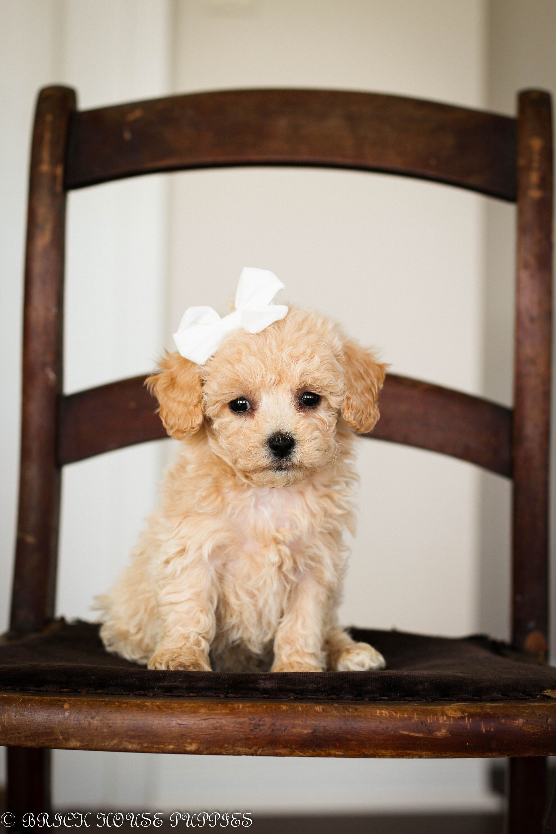 Poochon Puppies for sale, poochon puppies, bichpoo puppies, teddybear puppies for sale, teddybear puppies, teddybear puppy breeder, poochon breeder, puppies for sale