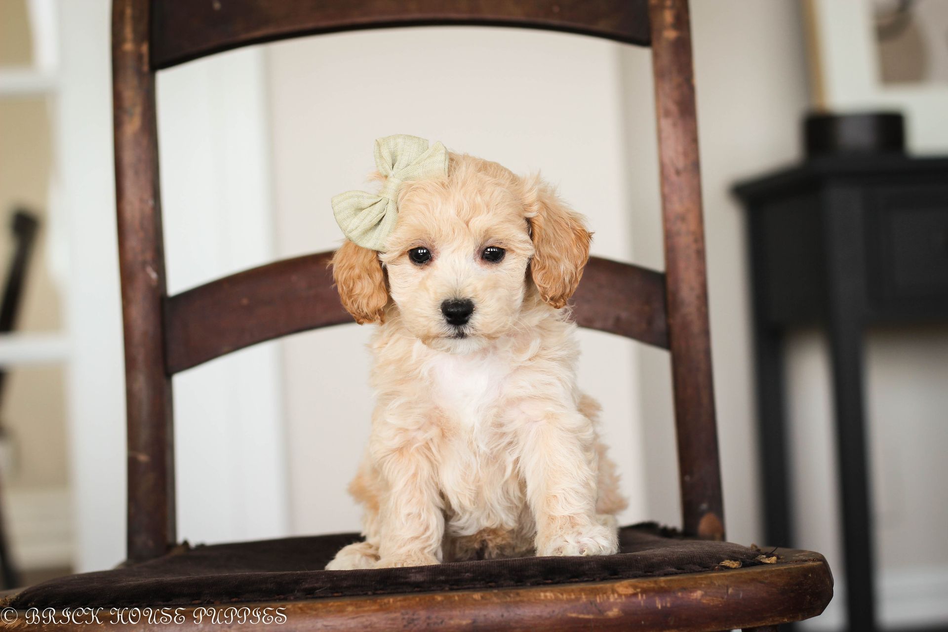 poochon puppies for sale, poochon puppies, poochon breeder, bichpoo puppies for sale, bichpoo breeder, bichon poodle puppies for sale, bichon poodle puppies, bichon poodle puppy, bichonpoo puppies for sale, bichon poodle breeder, teddybear puppies for sale, teddybear puppies, teddybear puppy breeder