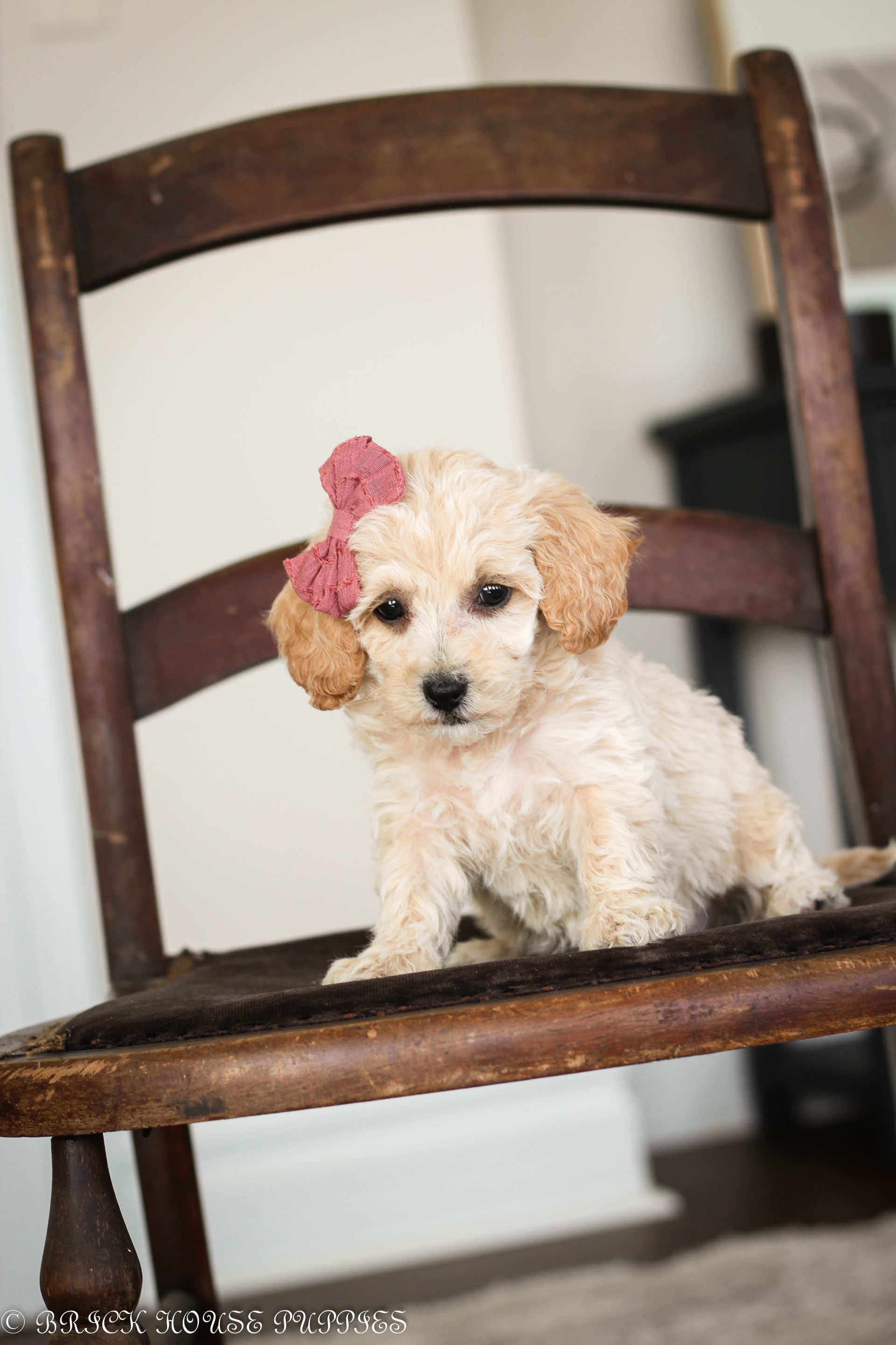 Poochon Puppies for sale, poochon puppies, bichpoo puppies, teddybear puppies for sale, teddybear puppies, teddybear puppy breeder, poochon breeder, puppies for sale