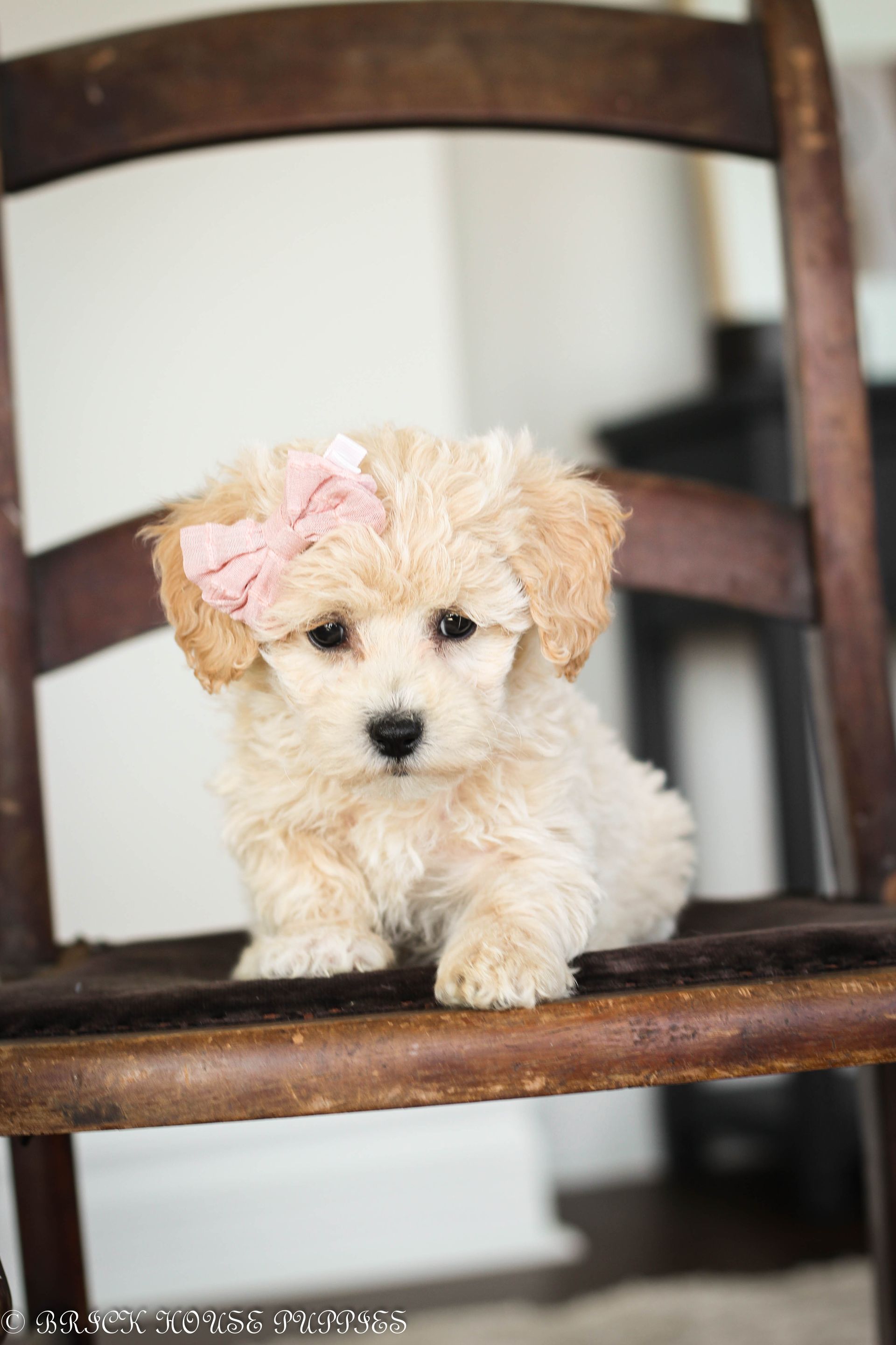 Poochon Puppies for sale, poochon puppies, bichpoo puppies, teddybear puppies for sale, teddybear puppies, teddybear puppy breeder, poochon breeder, puppies for sale