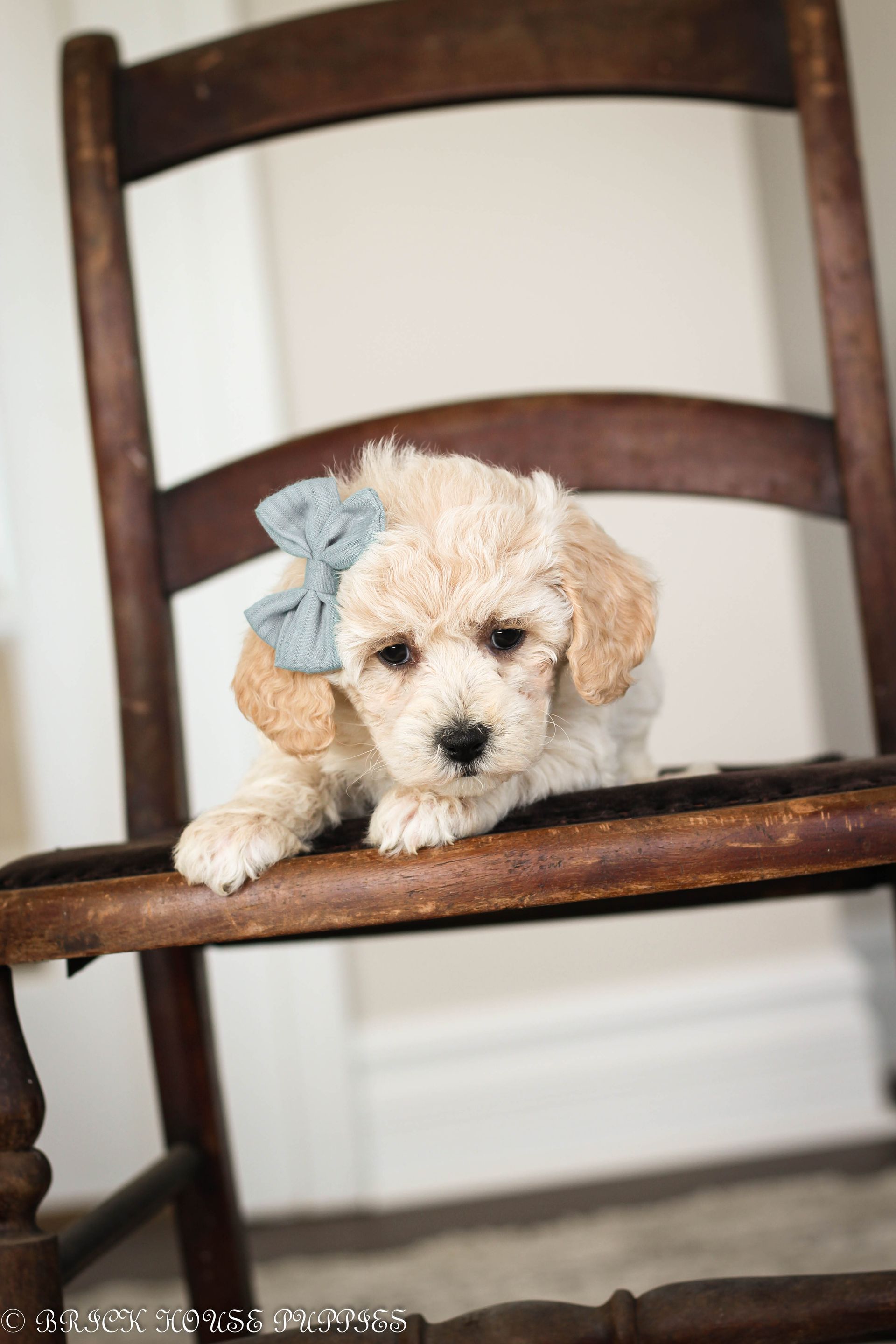 poochon puppies for sale, poochon puppies, poochon breeder, bichpoo puppies for sale, bichpoo breeder, bichon poodle puppies for sale, bichon poodle puppies, bichon poodle puppy, bichonpoo puppies for sale, bichon poodle breeder, teddybear puppies for sale, teddybear puppies, teddybear puppy breeder