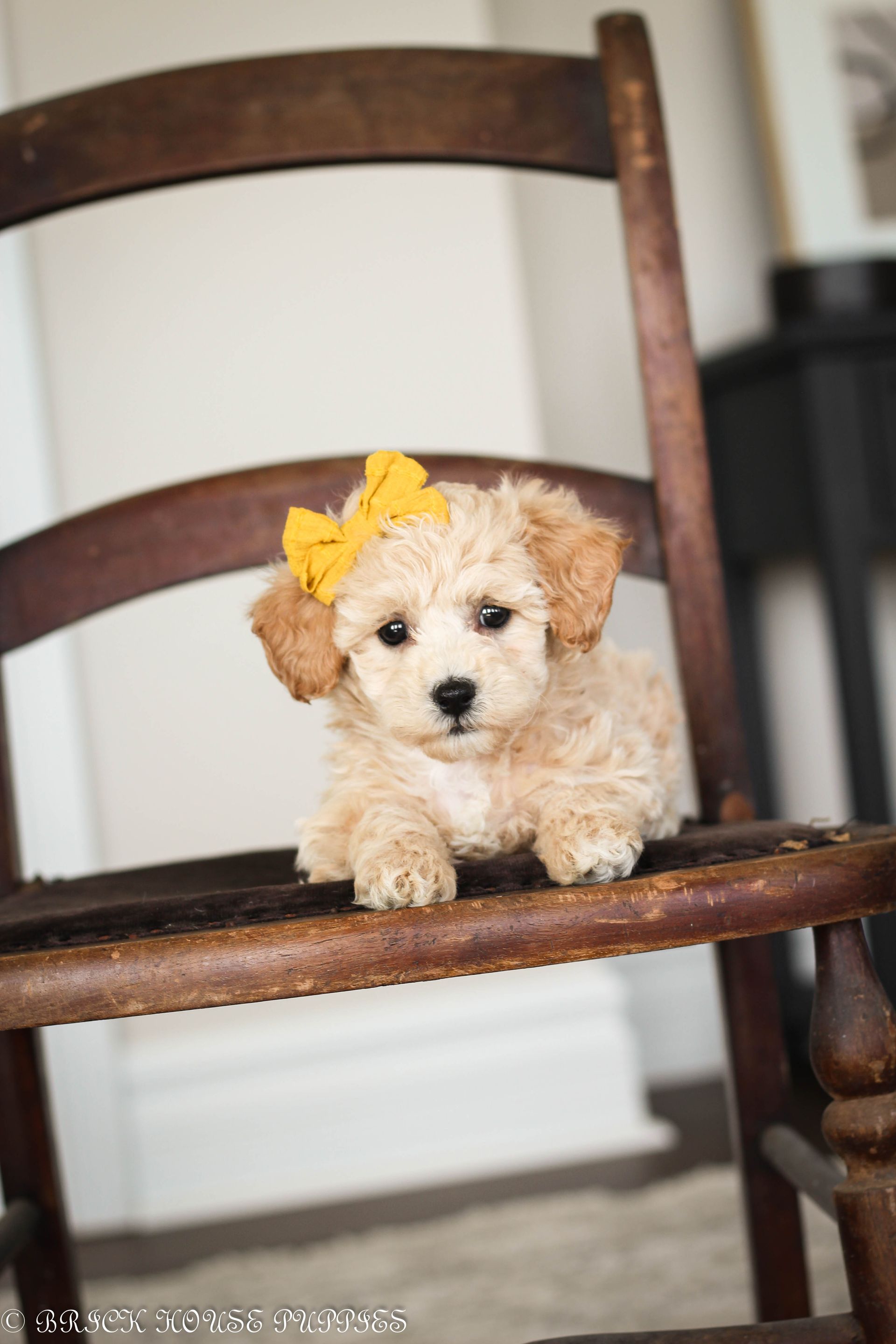 Poochon Puppies for sale, poochon puppies, bichpoo puppies, teddybear puppies for sale, teddybear puppies, teddybear puppy breeder, poochon breeder, puppies for sale