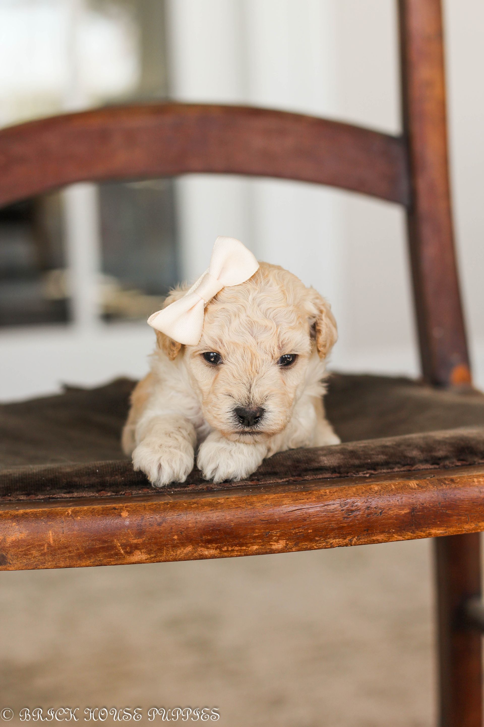 Poochon Puppies for sale, poochon puppies, bichpoo puppies, teddybear puppies for sale, teddybear puppies, teddybear puppy breeder, poochon breeder, puppies for sale