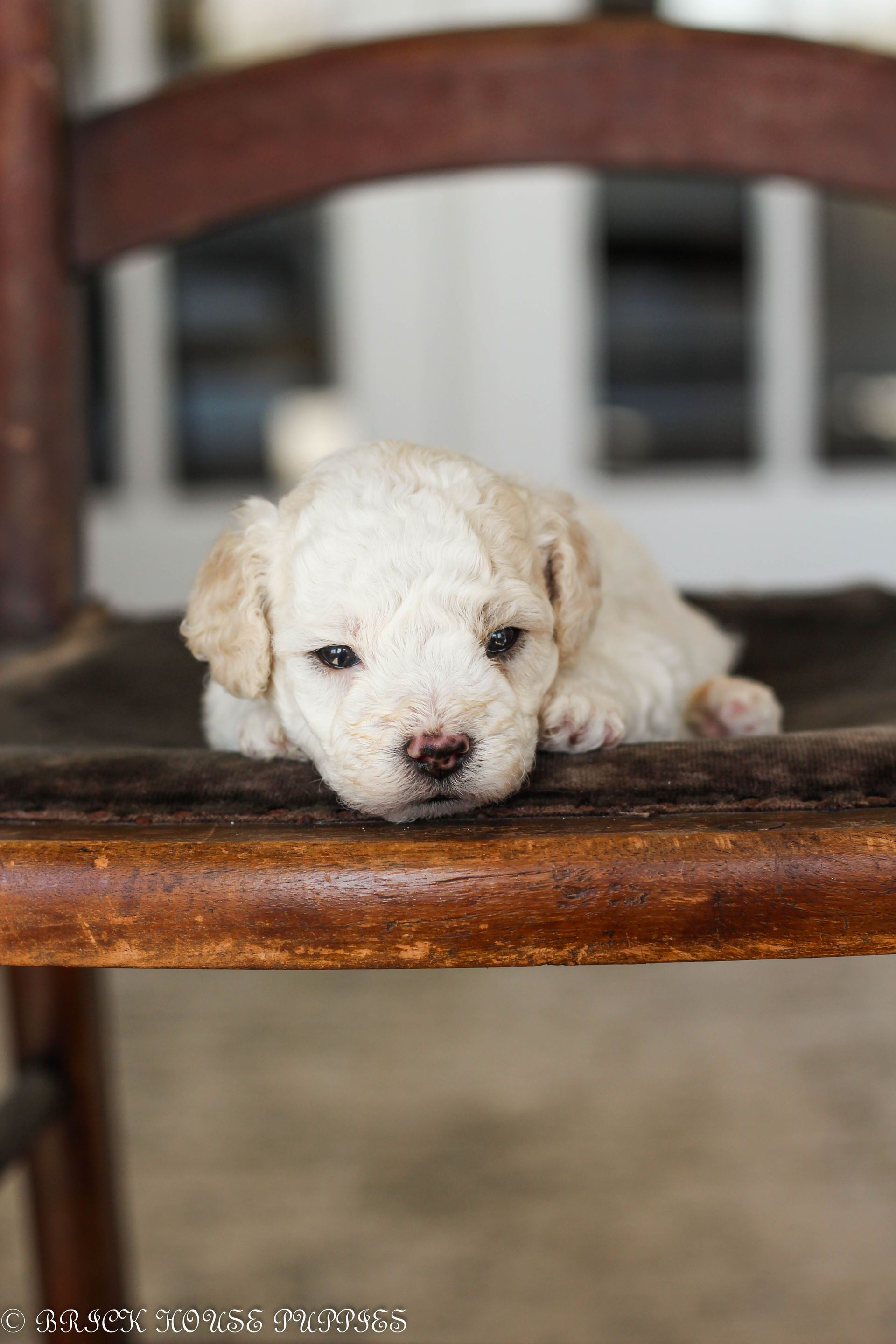 Poochon Puppies for sale, poochon puppies, bichpoo puppies, teddybear puppies for sale, teddybear puppies, teddybear puppy breeder, poochon breeder, puppies for sale