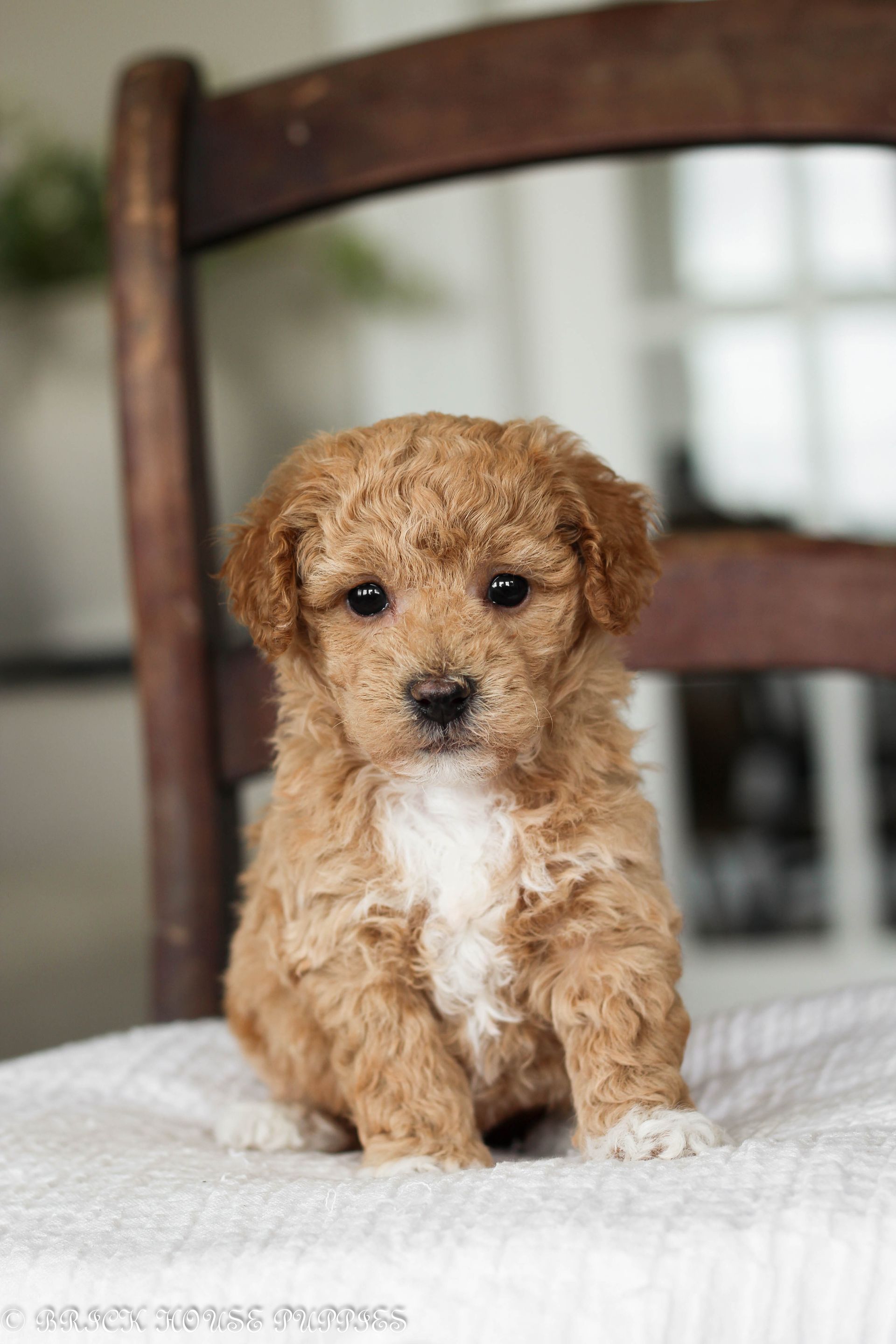 Poochon Puppies for sale, poochon puppies, bichpoo puppies, teddybear puppies for sale, teddybear puppies, teddybear puppy breeder, poochon breeder, puppies for sale
