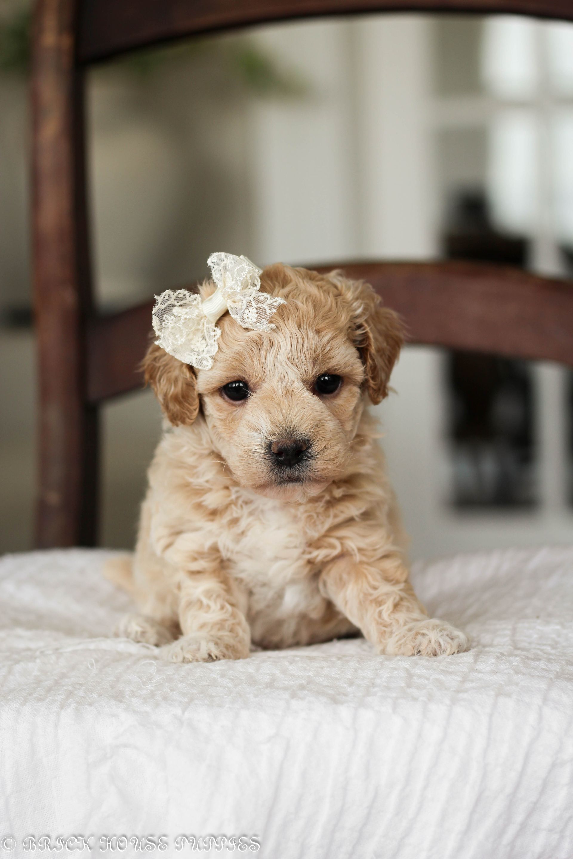 Poochon Puppies for sale, poochon puppies, bichpoo puppies, teddybear puppies for sale, teddybear puppies, teddybear puppy breeder, poochon breeder, puppies for sale