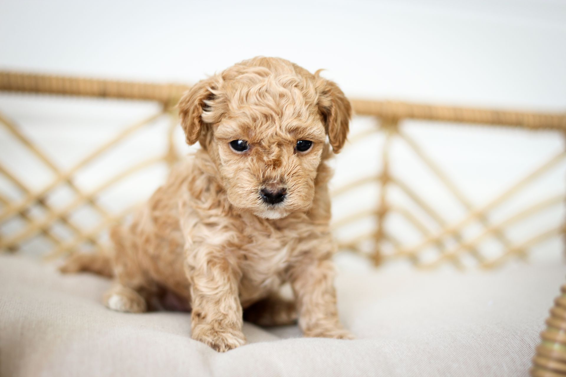 poochon puppies for sale, poochon puppies, poochon breeder, bichpoo puppies for sale, bichpoo breeder, bichon poodle puppies for sale, bichon poodle puppies, bichon poodle puppy, bichonpoo puppies for sale, bichon poodle breeder, teddybear puppies for sale, teddybear puppies, teddybear puppy breeder
