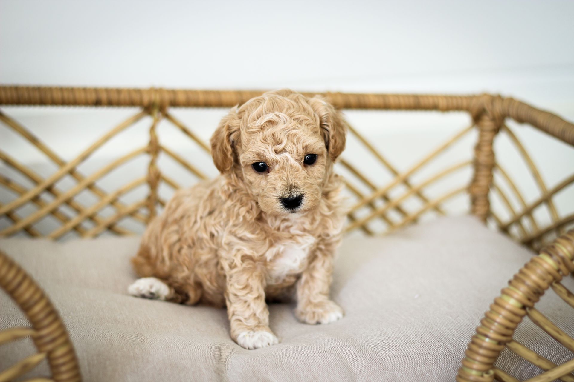 poochon puppies for sale, poochon puppies, poochon breeder, bichpoo puppies for sale, bichpoo breeder, bichon poodle puppies for sale, bichon poodle puppies, bichon poodle puppy, bichonpoo puppies for sale, bichon poodle breeder, teddybear puppies for sale, teddybear puppies, teddybear puppy breeder