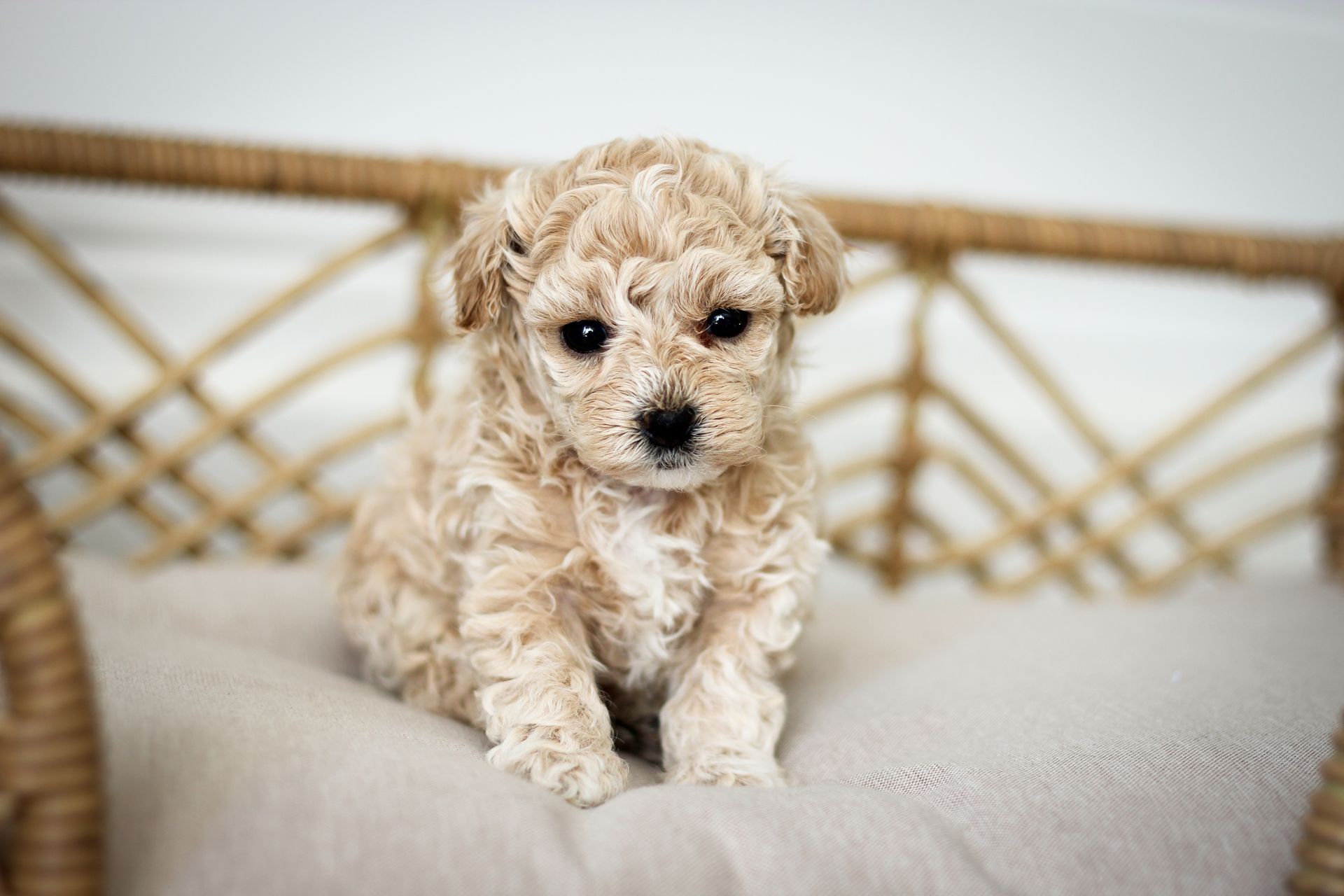 poochon puppies for sale, poochon puppies, poochon breeder, bichpoo puppies for sale, bichpoo breeder, bichon poodle puppies for sale, bichon poodle puppies, bichon poodle puppy, bichonpoo puppies for sale, bichon poodle breeder, teddybear puppies for sale, teddybear puppies, teddybear puppy breeder
