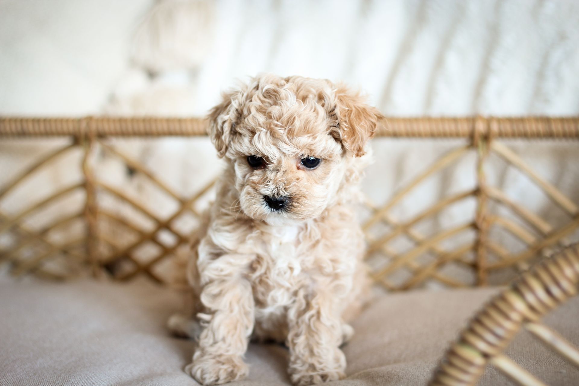 poochon puppies for sale, poochon puppies, poochon breeder, bichpoo puppies for sale, bichpoo breeder, bichon poodle puppies for sale, bichon poodle puppies, bichon poodle puppy, bichonpoo puppies for sale, bichon poodle breeder, teddybear puppies for sale, teddybear puppies, teddybear puppy breeder