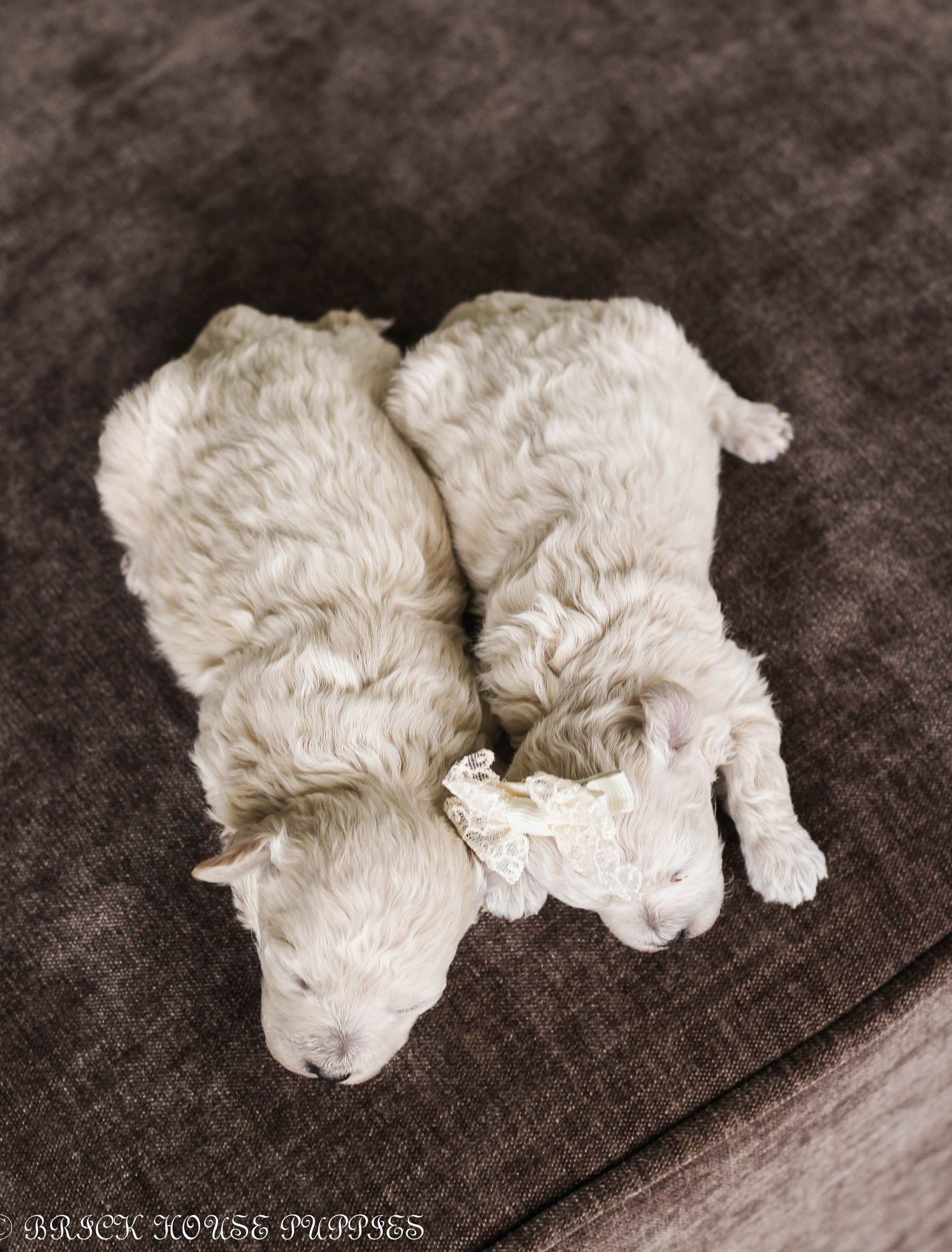 Poochon Puppies for sale, poochon puppies, bichpoo puppies, teddybear puppies for sale, teddybear puppies, teddybear puppy breeder, poochon breeder, puppies for sale