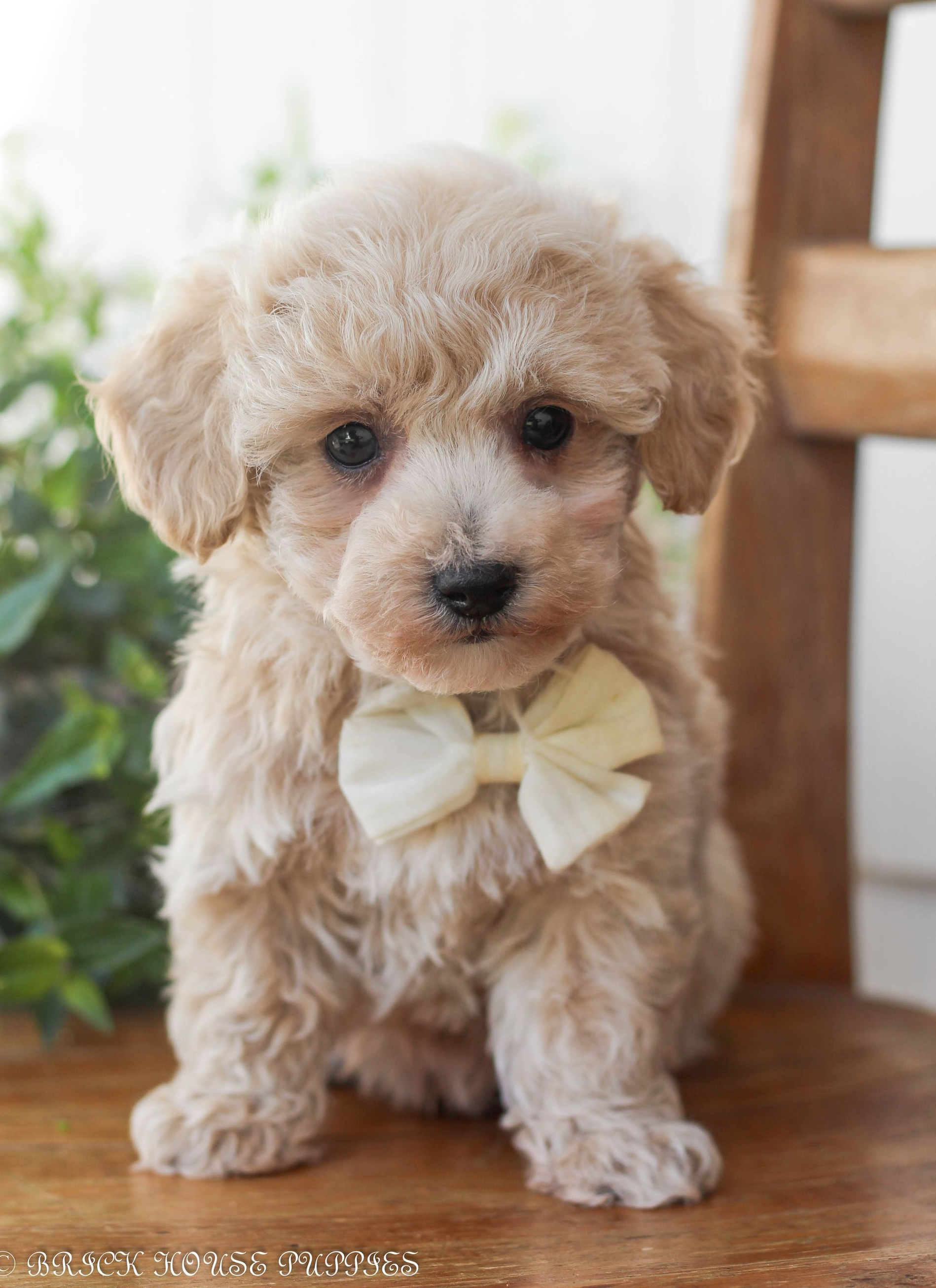 Poochon Puppies for sale, poochon puppies, bichpoo puppies, teddybear puppies for sale, teddybear puppies, teddybear puppy breeder, poochon breeder, puppies for sale