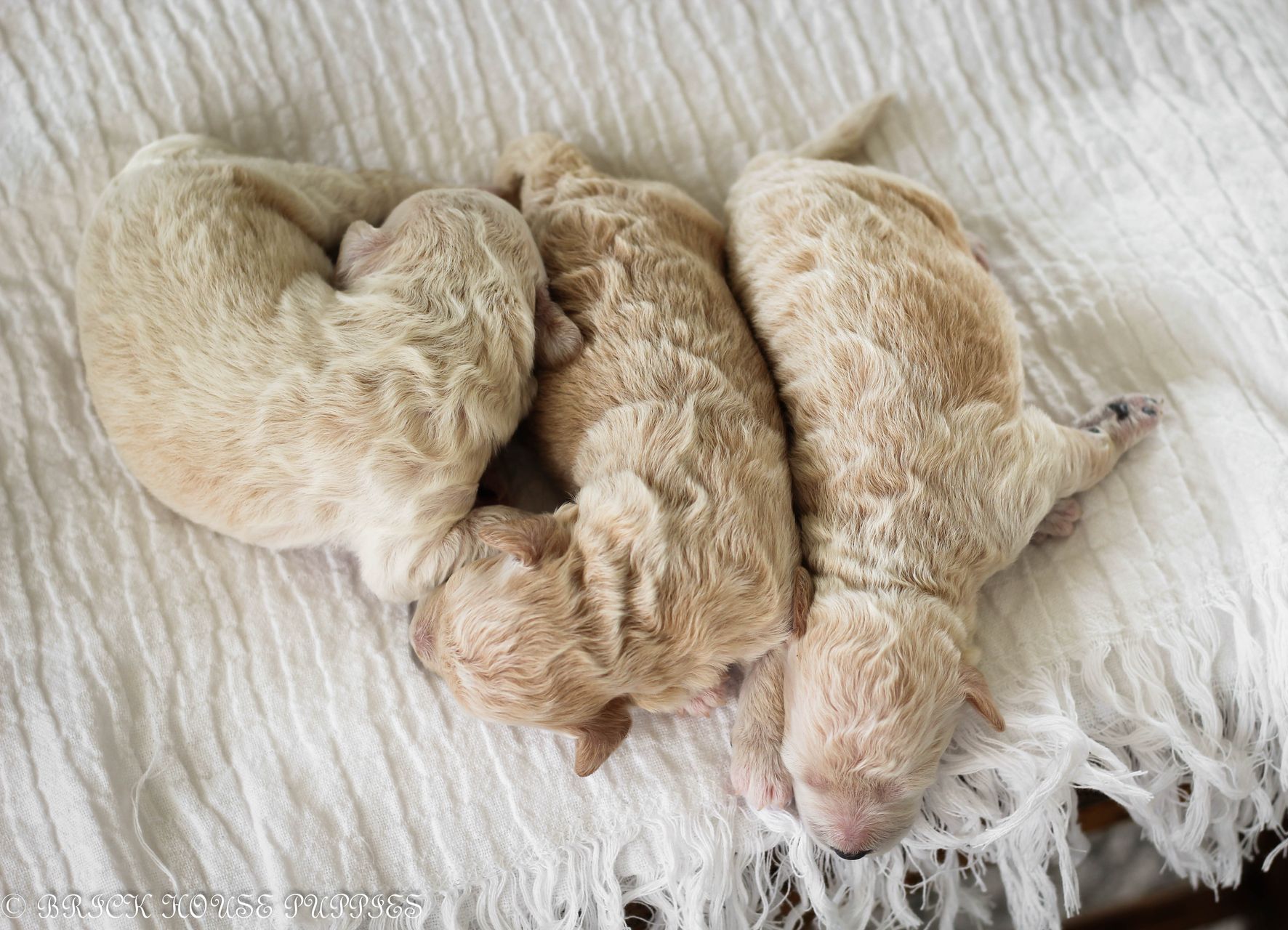 Poochon Puppies for sale, poochon puppies, bichpoo puppies, teddybear puppies for sale, teddybear puppies, teddybear puppy breeder, poochon breeder, puppies for sale