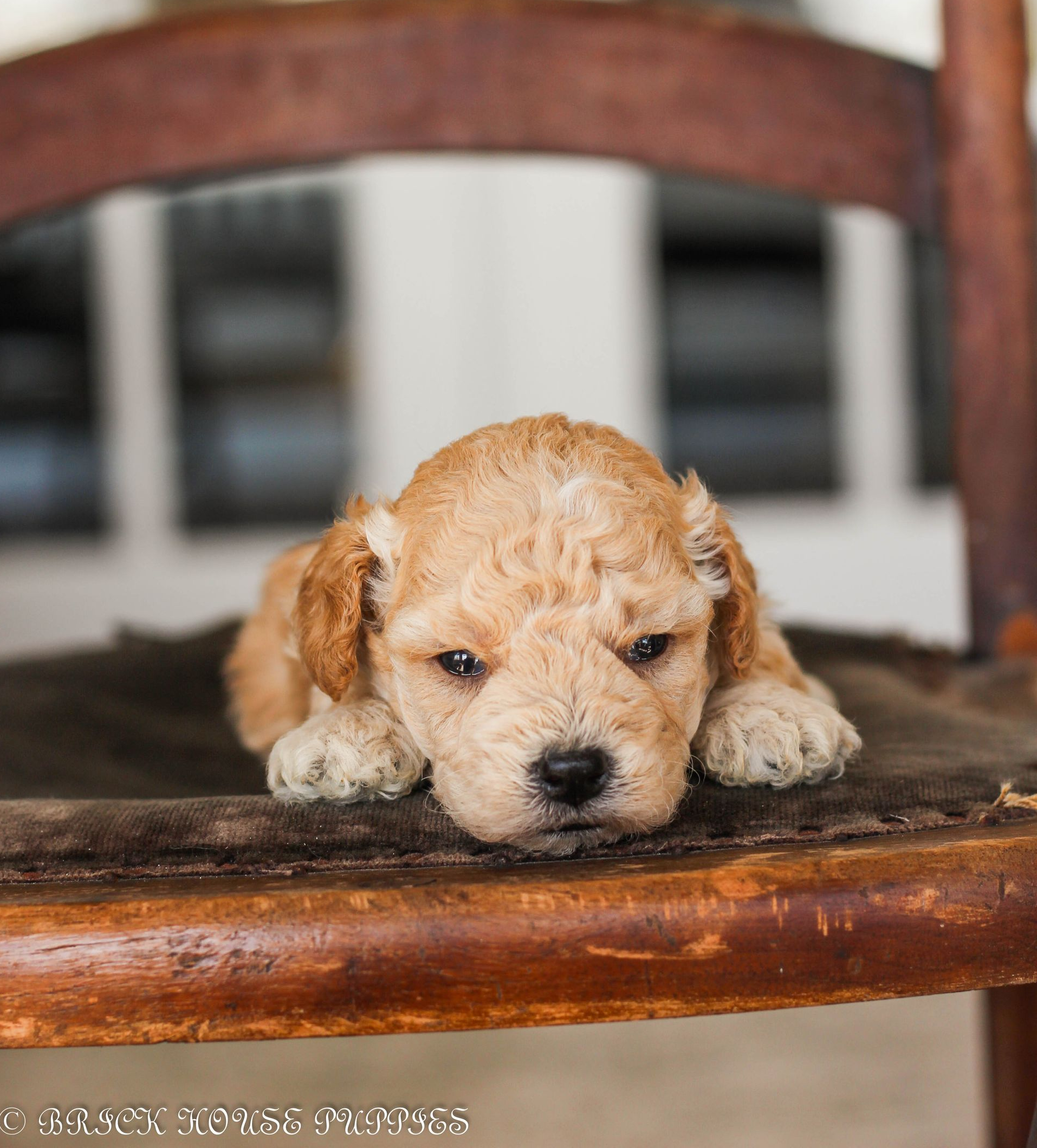 Poochon Puppies for sale, poochon puppies, bichpoo puppies, teddybear puppies for sale, teddybear puppies, teddybear puppy breeder, poochon breeder, puppies for sale
