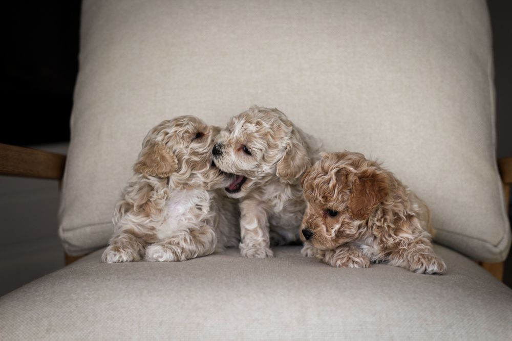 poochon puppies for sale, poochon puppies, poochon breeder, bichpoo puppies for sale, bichpoo breeder, bichon poodle puppies for sale, bichon poodle puppies, bichon poodle puppy, bichonpoo puppies for sale, bichon poodle breeder, teddybear puppies for sale, teddybear puppies, teddybear puppy breeder