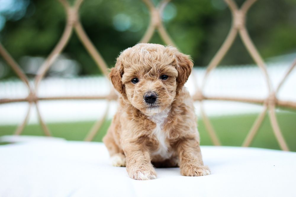 poochon puppies for sale, poochon puppies, poochon breeder, bichpoo puppies for sale, bichpoo breeder, bichon poodle puppies for sale, bichon poodle puppies, bichon poodle puppy, bichonpoo puppies for sale, bichon poodle breeder, teddybear puppies for sale, teddybear puppies, teddybear puppy breeder