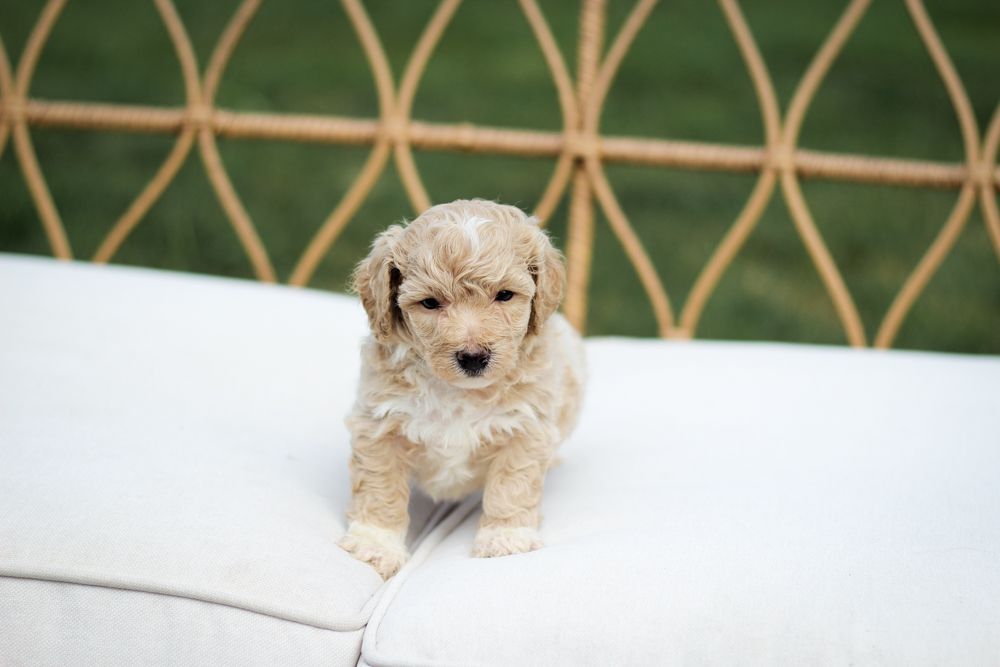 poochon puppies for sale, poochon puppies, poochon breeder, bichpoo puppies for sale, bichpoo breeder, bichon poodle puppies for sale, bichon poodle puppies, bichon poodle puppy, bichonpoo puppies for sale, bichon poodle breeder, teddybear puppies for sale, teddybear puppies, teddybear puppy breeder