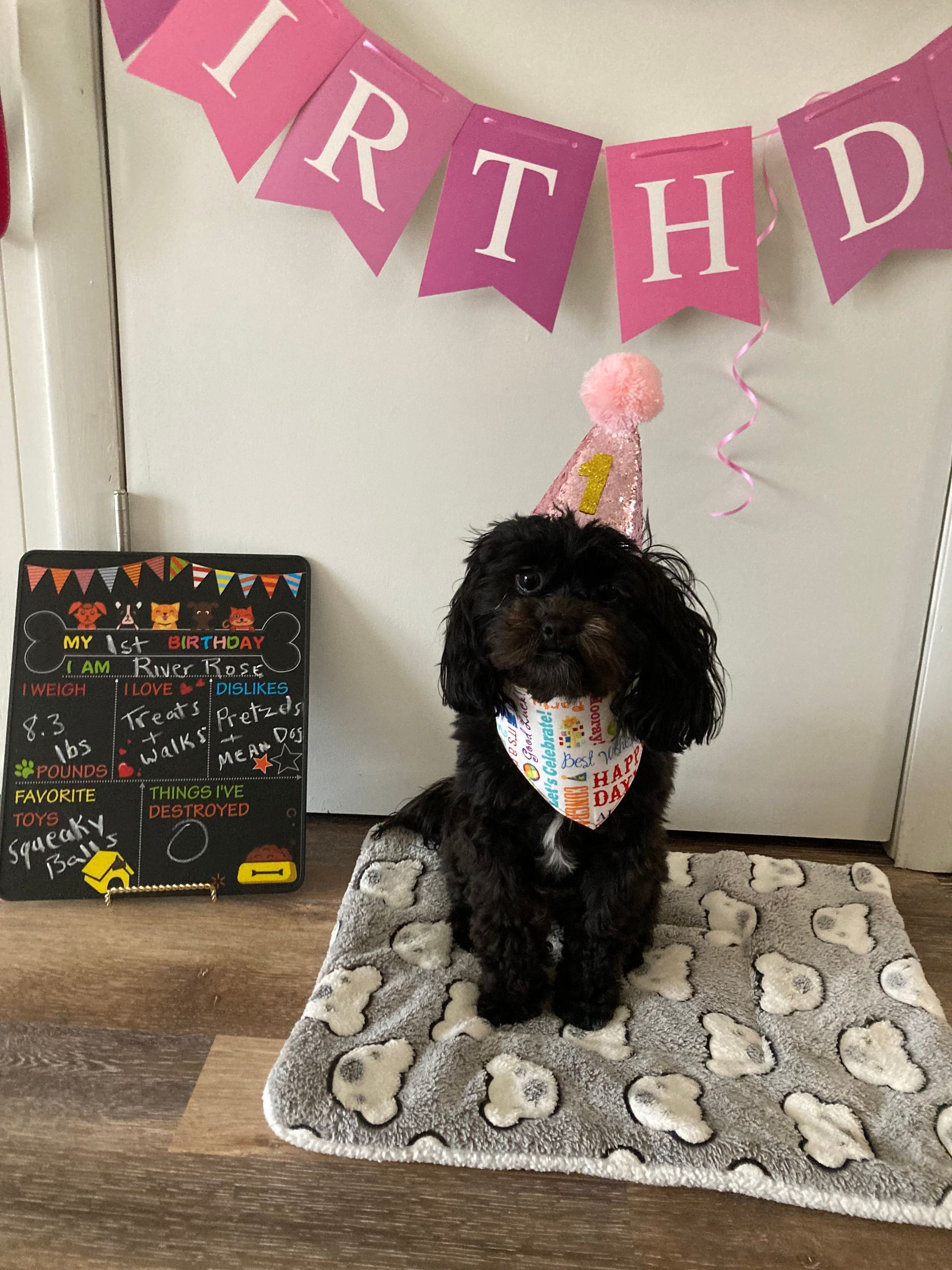 shihpoo puppies for sale, shihpoo puppies, shihpoo breeder, shihpoo puppy. shihtzu poodle mix, poodle shihtzu, shihpoo, shih poo, shih poo puppies for sale, puppies for sale, shihpoo puppies for sale near me, teddy bear puppies for sale, teddybear puppies for sale, teddybear puppies, teddybear puppy, teddybear puppy breeder, designer puppies for sale, small puppies for sale, hypoallergenic puppies, nonshedding puppies, healthy puppies