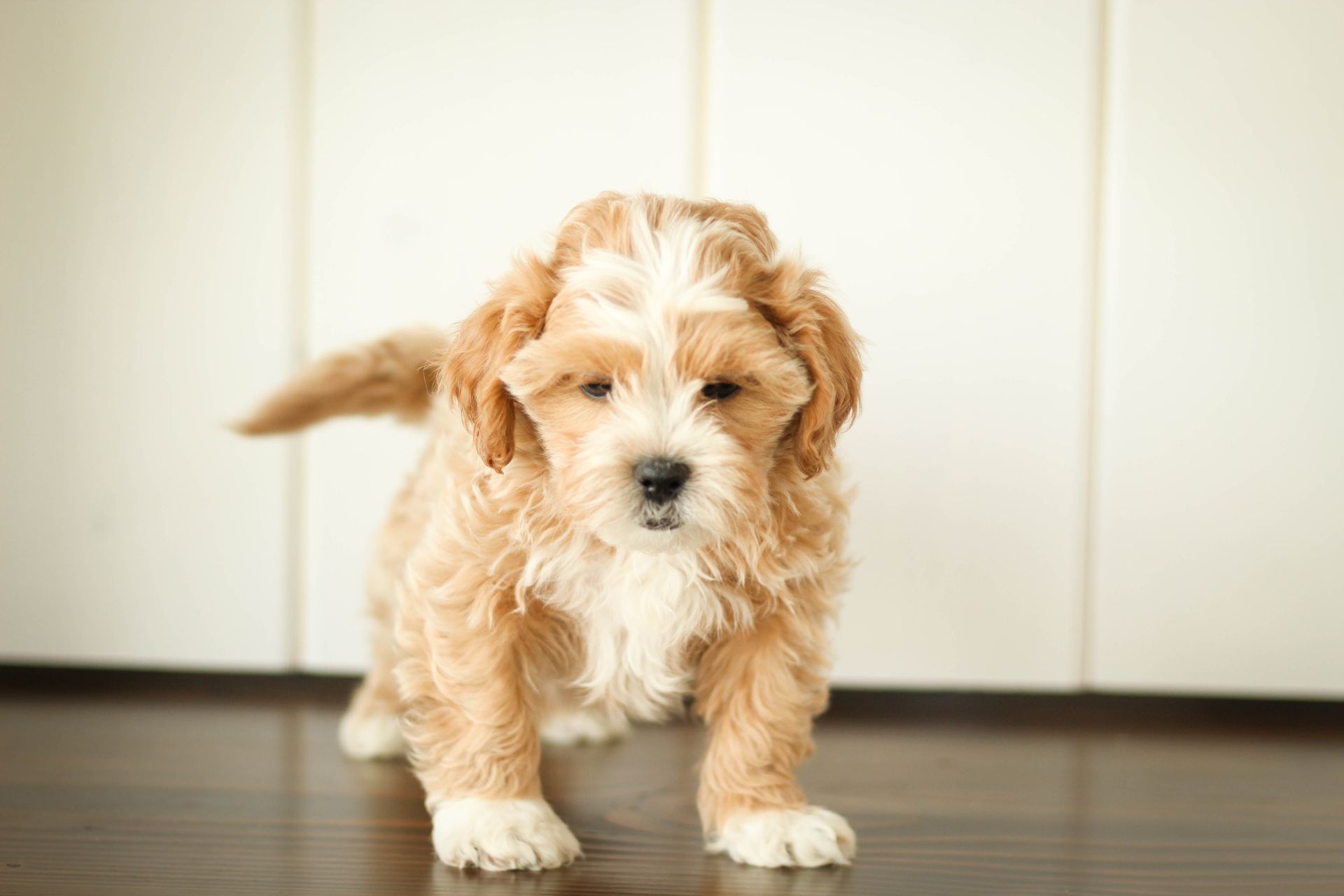shihpoo puppies for sale, shihpoo puppies, shihpoo, shihpoo breeder, teddybear puppies for sale, teddybear puppies, teddybear puppy, shihtzu poodle puppies, puppies for sale, puppies for sale near me, poochon breeder, poochon puppies for sale, poochon puppies, poochon breeder, maltipoo puppies for sale, maltipoo, maltipoo breeder, maltipoo puppies, malti poo, multipoo, maltepoo, poochon dog, shihpoo dog, maltipoo dog, doodle puppies, doodle puppy breeder, shih poo puppies, shih poo puppy, black puppies, red puppies