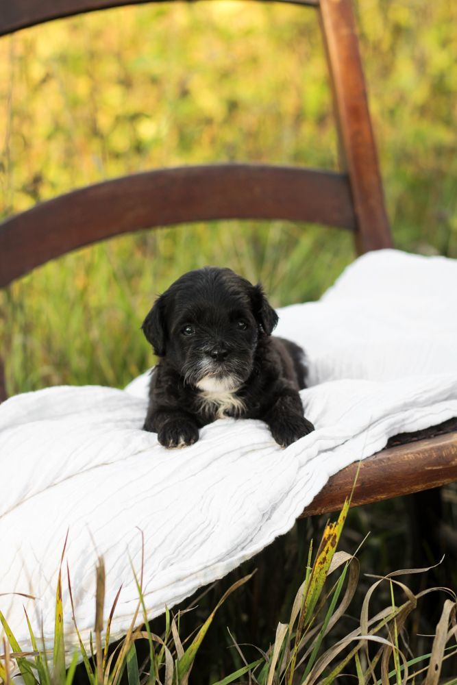 shihpoo puppies for sale, shihpoo puppies, shihpoo breeder,  shihpoo puppy. shihtzu poodle mix, poodle shihtzu, shihpoo, shih poo, shih poo puppies for sale, puppies for sale, shihpoo puppies for sale near me, teddy bear puppies for sale, teddybear puppies for sale, teddybear puppies, teddybear puppy, teddybear puppy breeder, designer puppies for sale, small puppies for sale, hypoallergenic puppies, nonshedding puppies, healthy puppies