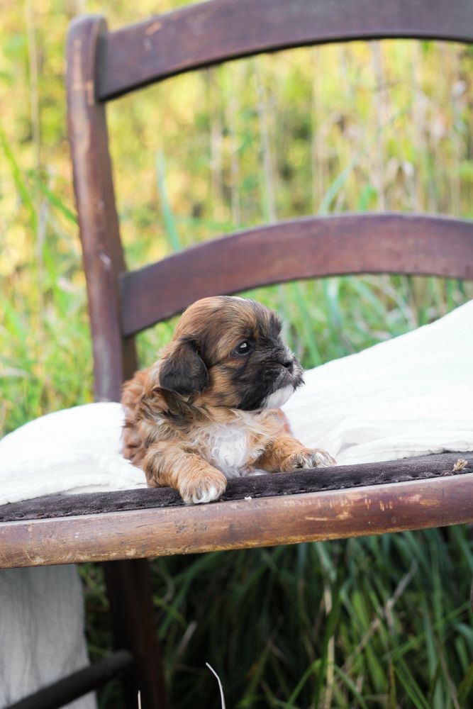 shihpoo puppies for sale, shihpoo puppies, shihpoo breeder,  shihpoo puppy. shihtzu poodle mix, poodle shihtzu, shihpoo, shih poo, shih poo puppies for sale, puppies for sale, shihpoo puppies for sale near me, teddy bear puppies for sale, teddybear puppies for sale, teddybear puppies, teddybear puppy, teddybear puppy breeder, designer puppies for sale, small puppies for sale, hypoallergenic puppies, nonshedding puppies, healthy puppies