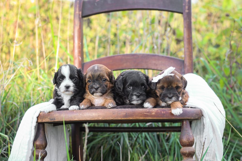 shihpoo puppies for sale, shihpoo puppies, shihpoo, shihpoo breeder, teddybear puppies for sale, teddybear puppies, teddybear puppy, shihtzu poodle puppies, puppies for sale, puppies for sale near me, poochon breeder, poochon puppies for sale, poochon puppies, poochon breeder, maltipoo puppies for sale, maltipoo, maltipoo breeder, maltipoo puppies, malti poo, multipoo, maltepoo, poochon dog, shihpoo dog, maltipoo dog, doodle puppies, doodle puppy breeder, shih poo puppies, shih poo puppy, black puppies, red puppies
