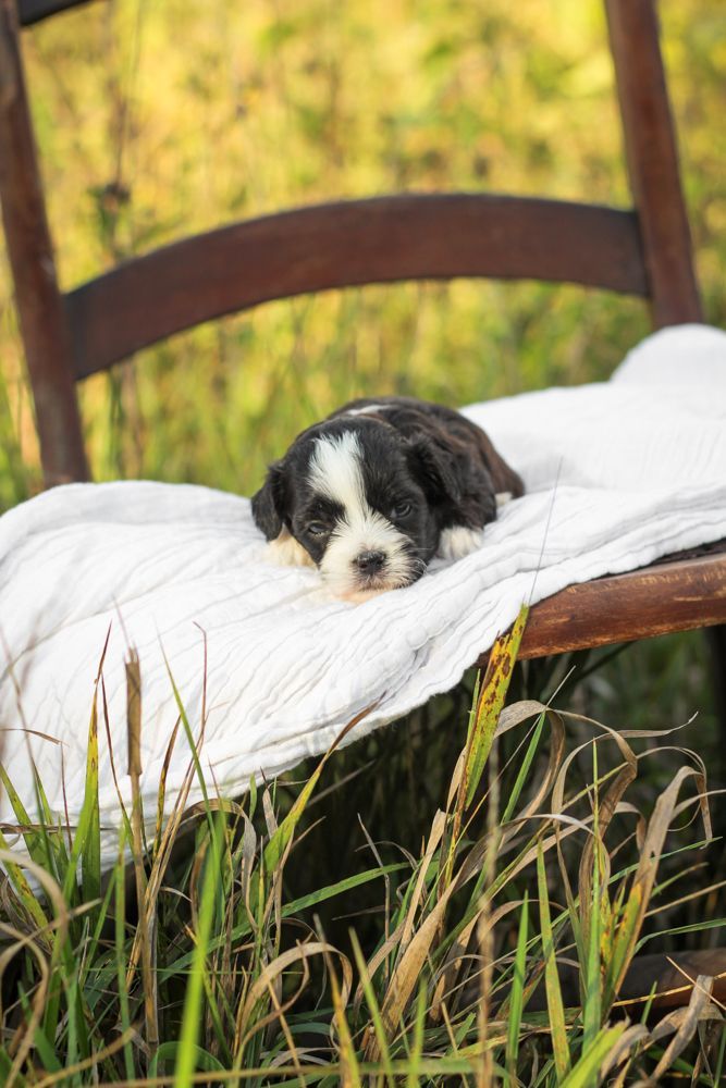 shihpoo puppies for sale, shihpoo puppies, shihpoo breeder,  shihpoo puppy. shihtzu poodle mix, poodle shihtzu, shihpoo, shih poo, shih poo puppies for sale, puppies for sale, shihpoo puppies for sale near me, teddy bear puppies for sale, teddybear puppies for sale, teddybear puppies, teddybear puppy, teddybear puppy breeder, designer puppies for sale, small puppies for sale, hypoallergenic puppies, nonshedding puppies, healthy puppies