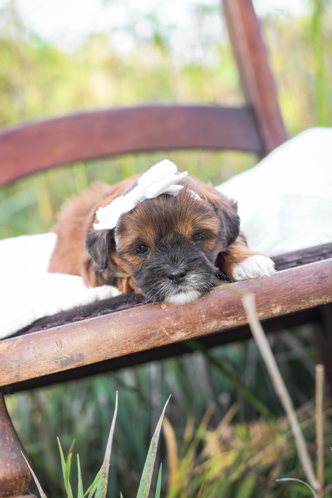 shihpoo puppies for sale, shihpoo puppies, shihpoo breeder,  shihpoo puppy. shihtzu poodle mix, poodle shihtzu, shihpoo, shih poo, shih poo puppies for sale, puppies for sale, shihpoo puppies for sale near me, teddy bear puppies for sale, teddybear puppies for sale, teddybear puppies, teddybear puppy, teddybear puppy breeder, designer puppies for sale, small puppies for sale, hypoallergenic puppies, nonshedding puppies, healthy puppies