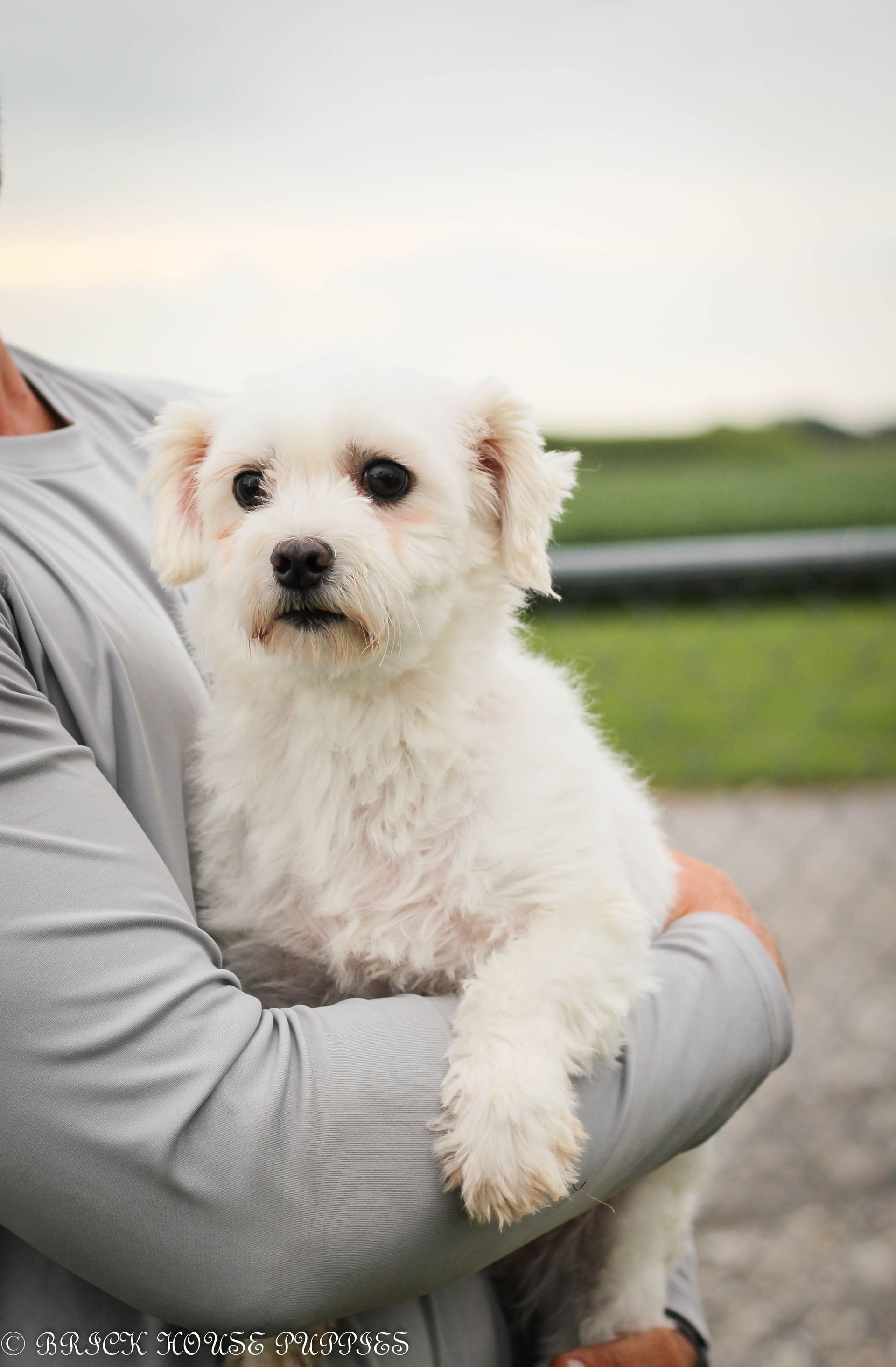shihpoo puppies for sale, shihpoo puppies, shihpoo, shihpoo breeder shihpoo, shihpoo puppies for sale. shihpoo puppies, shihpoo breeder, shih poo, shih poo puppies for sale, shih poo breeder, teddybear puppies for sale, teddy bear puppies, teddy bear puppy breeder, puppies for sale, small puppy breeder, dog breeder, small dog breeder, brick house puppies, poodle