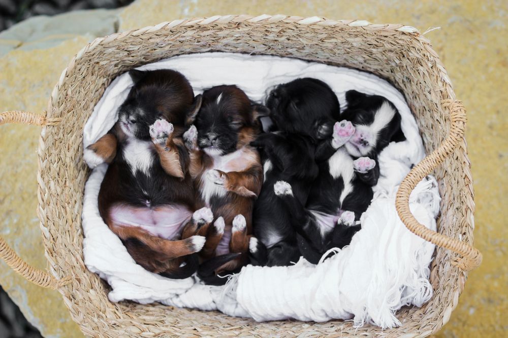 shihpoo puppies for sale, shihpoo puppies, shihpoo breeder,  shihpoo puppy. shihtzu poodle mix, poodle shihtzu, shihpoo, shih poo, shih poo puppies for sale, puppies for sale, shihpoo puppies for sale near me, teddy bear puppies for sale, teddybear puppies for sale, teddybear puppies, teddybear puppy, teddybear puppy breeder, designer puppies for sale, small puppies for sale, hypoallergenic puppies, nonshedding puppies, healthy puppies