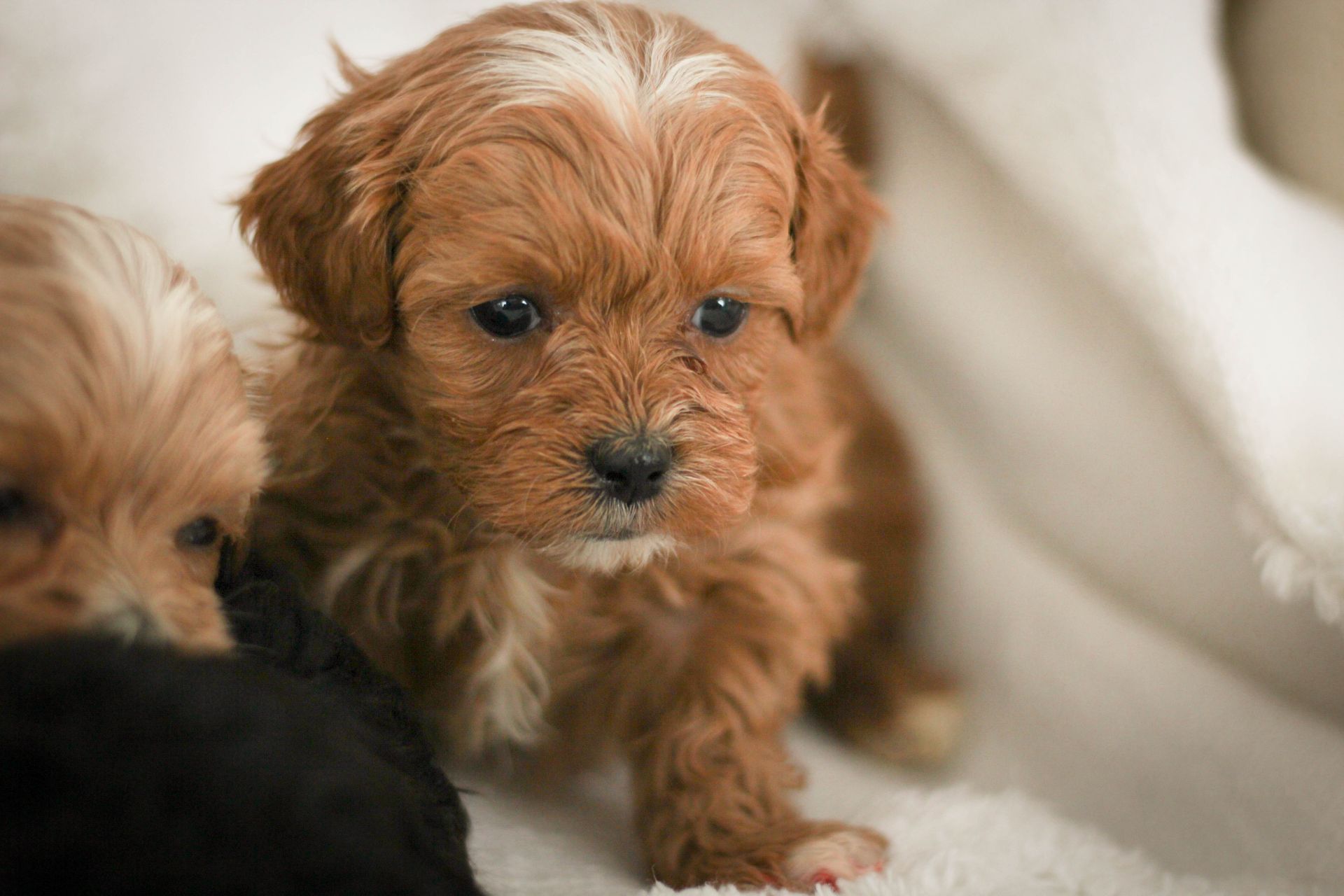 shihpoo puppies for sale, shihpoo puppies, shihpoo, shihpoo breeder, teddybear puppies for sale, teddybear puppies, teddybear puppy, shihtzu poodle puppies, puppies for sale, puppies for sale near me, poochon breeder, poochon puppies for sale, poochon puppies, poochon breeder, maltipoo puppies for sale, maltipoo, maltipoo breeder, maltipoo puppies, malti poo, multipoo, maltepoo, poochon dog, shihpoo dog, maltipoo dog, doodle puppies, doodle puppy breeder, shih poo puppies, shih poo puppy, black puppies, red puppies