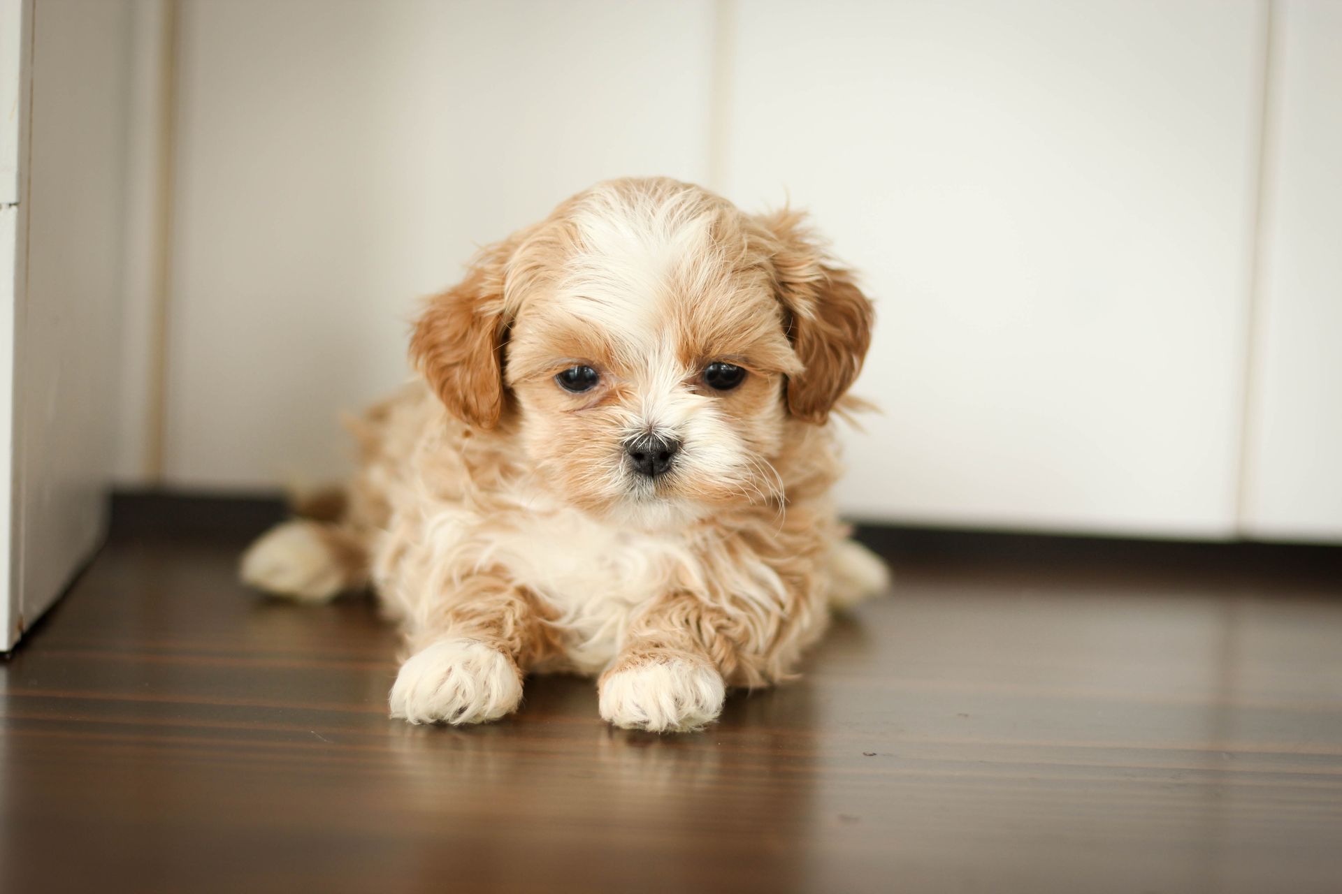 shihpoo puppies for sale, shihpoo puppies, shihpoo breeder,  shihpoo puppy. shihtzu poodle mix, poodle shihtzu, shihpoo, shih poo, shih poo puppies for sale, puppies for sale, shihpoo puppies for sale near me, teddy bear puppies for sale, teddybear puppies for sale, teddybear puppies, teddybear puppy, teddybear puppy breeder, designer puppies for sale, small puppies for sale, hypoallergenic puppies, nonshedding puppies, healthy puppies