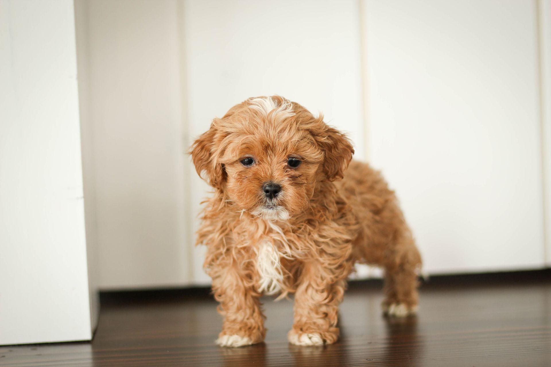 shihpoo puppies for sale, shihpoo puppies, shihpoo, shihpoo breeder, teddybear puppies for sale, teddybear puppies, teddybear puppy, shihtzu poodle puppies, puppies for sale, puppies for sale near me, poochon breeder, poochon puppies for sale, poochon puppies, poochon breeder, maltipoo puppies for sale, maltipoo, maltipoo breeder, maltipoo puppies, malti poo, multipoo, maltepoo, poochon dog, shihpoo dog, maltipoo dog, doodle puppies, doodle puppy breeder, shih poo puppies, shih poo puppy, black puppies, red puppies