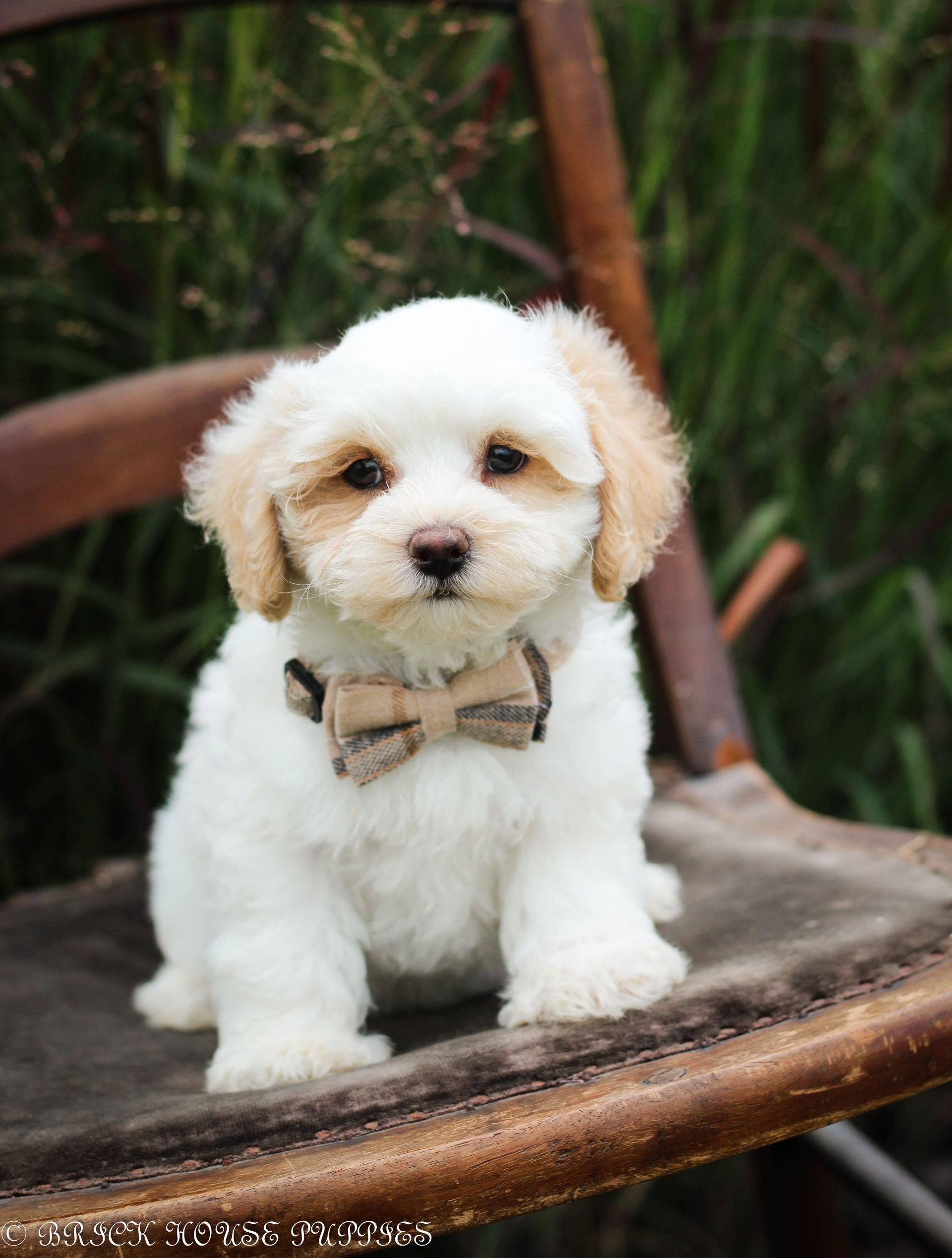 maltipoo puppies for sale, maltipoo puppies, maltese poodle, maltipoo, teddybear puppies for sale, teddybear puppies, puppies for sale, maltipoo breeder, multipoo puppies, multipooh, breeder of ,maltipoo puppies