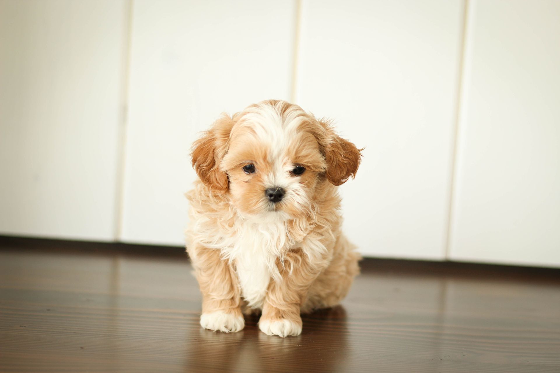 shihpoo puppies for sale, shihpoo puppies, shihpoo, shihpoo breeder, teddybear puppies for sale, teddybear puppies, teddybear puppy, shihtzu poodle puppies, puppies for sale, puppies for sale near me, poochon breeder, poochon puppies for sale, poochon puppies, poochon breeder, maltipoo puppies for sale, maltipoo, maltipoo breeder, maltipoo puppies, malti poo, multipoo, maltepoo, poochon dog, shihpoo dog, maltipoo dog, doodle puppies, doodle puppy breeder, shih poo puppies, shih poo puppy, black puppies, red puppies