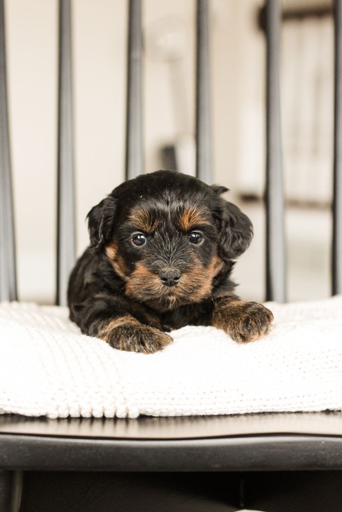 shihpoo puppies for sale, shihpoo puppies, shihpoo breeder, shihpoo puppy, shih poo , shihpoo, puppies for sale, teddybear puppies for sale, teddybear puppies, teddybear puppy,