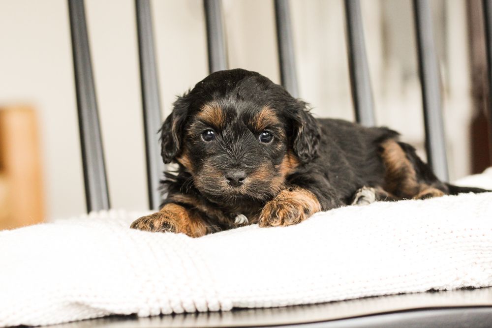 shihpoo puppies for sale, shihpoo puppies, shihpoo breeder, shihpoo puppy, shih poo , shihpoo, puppies for sale, teddybear puppies for sale, teddybear puppies, teddybear puppy,