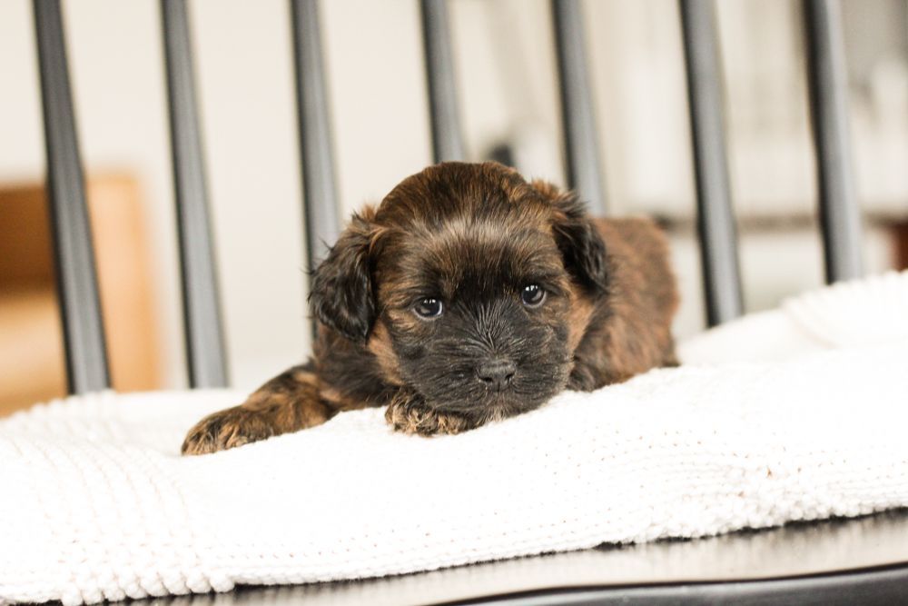 Puppies for sale, Shihpoo puppies for sale, shihpoo breeder, shihpoo puppies, shihpoo, teddybear puppies for sale, teddybear puppies, teddybear puppy breeder, shih poo puppy