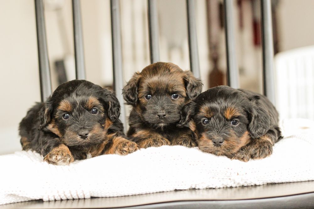 shihpoo puppies for sale, poochon puppies for sale, maltipoo puppies for sale, teddybear puppies