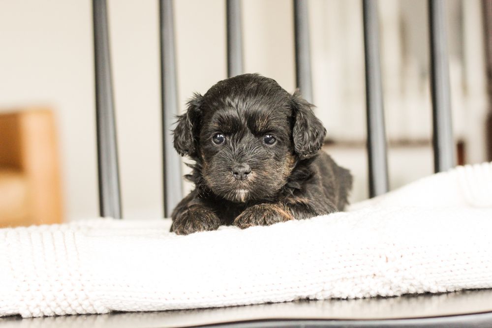shihpoo puppies for sale, shihpoo puppies, shihpoo breeder, shihpoo puppy, shih poo , shihpoo, puppies for sale, teddybear puppies for sale, teddybear puppies, teddybear puppy,