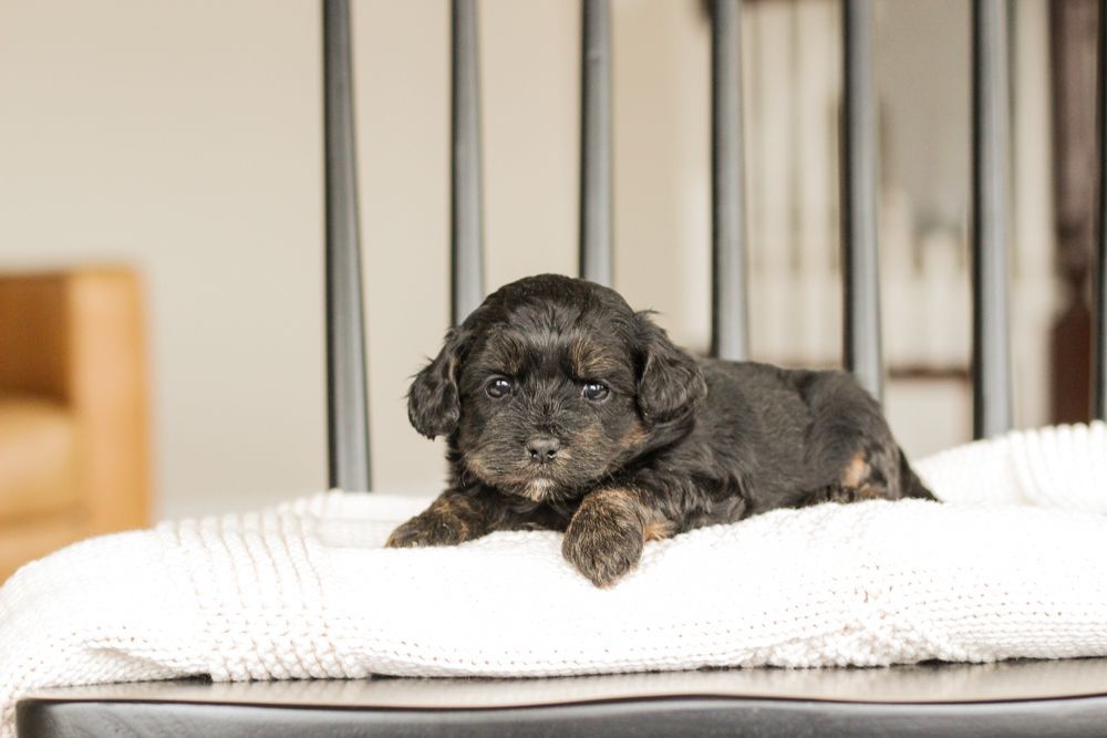 shihpoo puppies for sale, shihpoo puppies, shihpoo breeder, shihpoo puppy, shih poo , shihpoo, puppies for sale, teddybear puppies for sale, teddybear puppies, teddybear puppy,