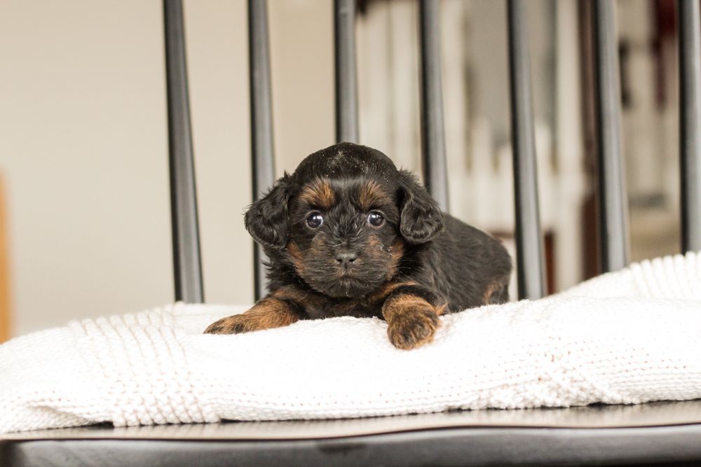 shihpoo puppies for sale, shihpoo puppies, shihpoo breeder, shihpoo puppy, shih poo , shihpoo, puppies for sale, teddybear puppies for sale, teddybear puppies, teddybear puppy,