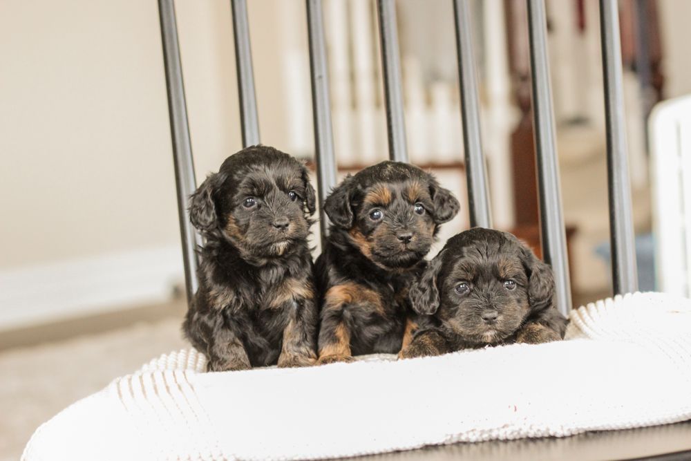 puppies for sale, shihpoo puppies for sale, shihpoo puppies, shihpoo breeder, teddybear puppies for sale, teddybear puppies, shihpoo