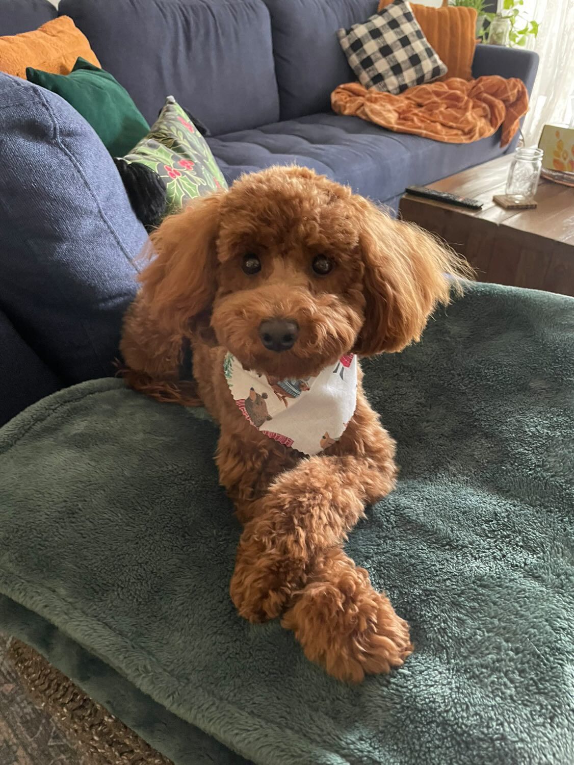 shihpoo dog, shih poo puppies for sale, shihpoo puppies for sale near me, puppies for sale, teddybear dog teddybear dog breeder, shihpoo breeder, shih poo, shihpoo, shihtzu poodle mix, shihtzu poodle, dog breeder, doodle puppies for sale, doodle puppy