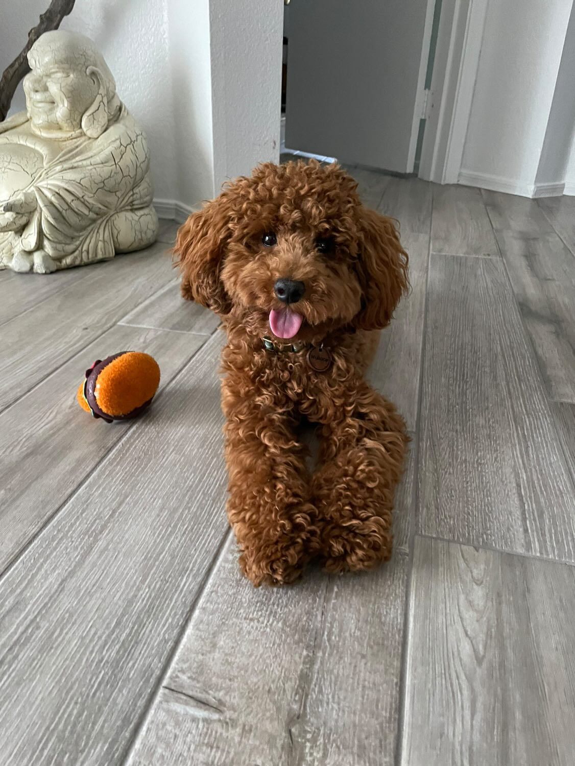 shihpoo dog, shih poo puppies for sale, shihpoo puppies for sale near me, puppies for sale, teddybear dog teddybear dog breeder, shihpoo breeder, shih poo, shihpoo, shihtzu poodle mix, shihtzu poodle, dog breeder, doodle puppies for sale, doodle puppy